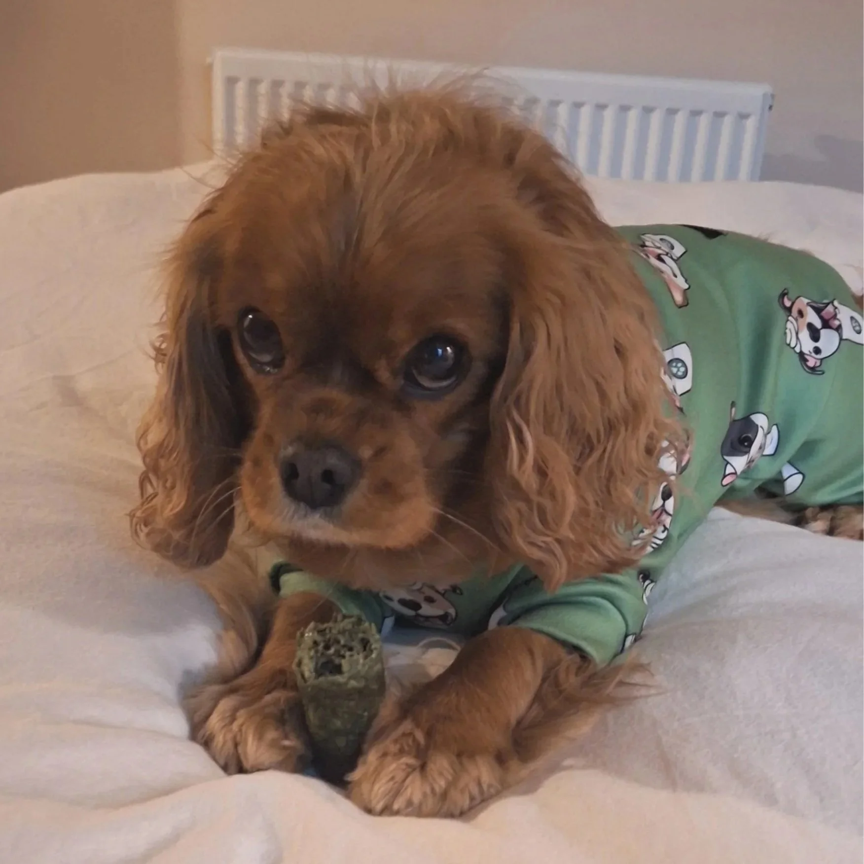 A brown, long-haired dog laying on a white bed, wearing a green shirt with cartoon dog prints, with a small bone in front of it.