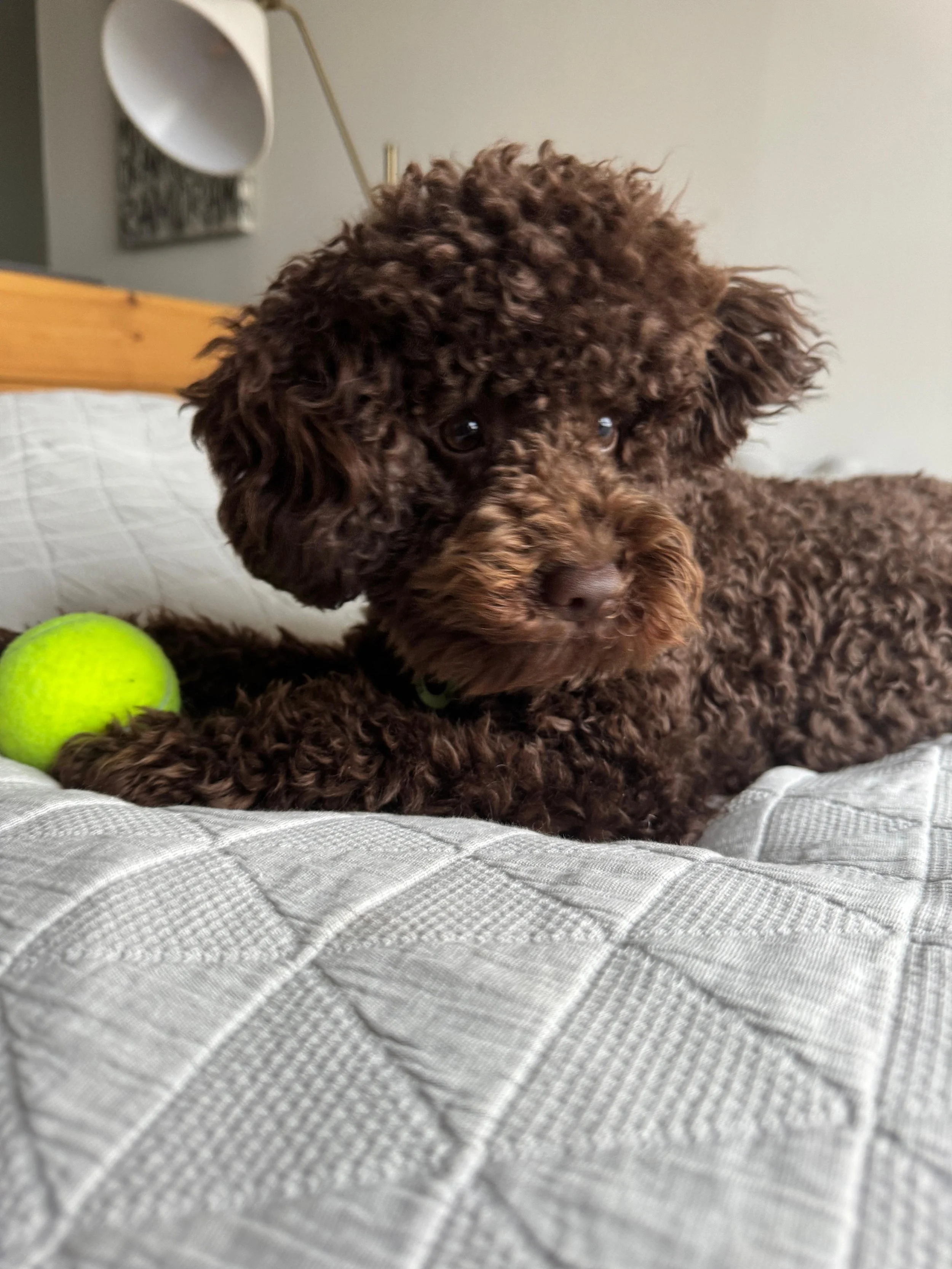 A small, curly-haired brown puppy lying on a white quilted surface, with a bright green tennis ball nearby.