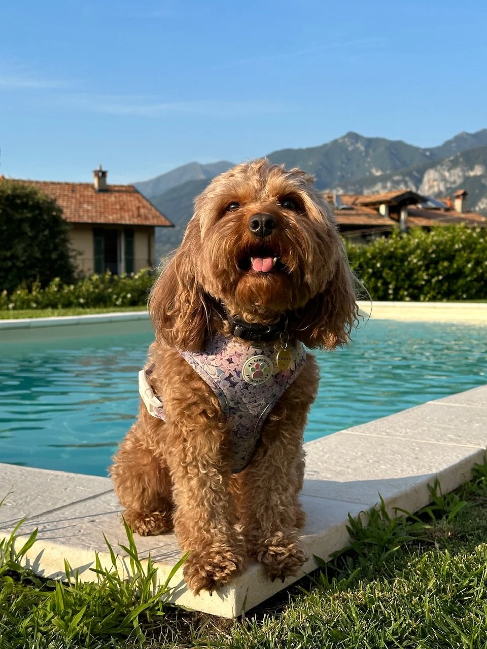 A cute curly-haired brown dog wearing a harness, sitting beside a swimming pool with a mountain and houses in the background on a sunny day.