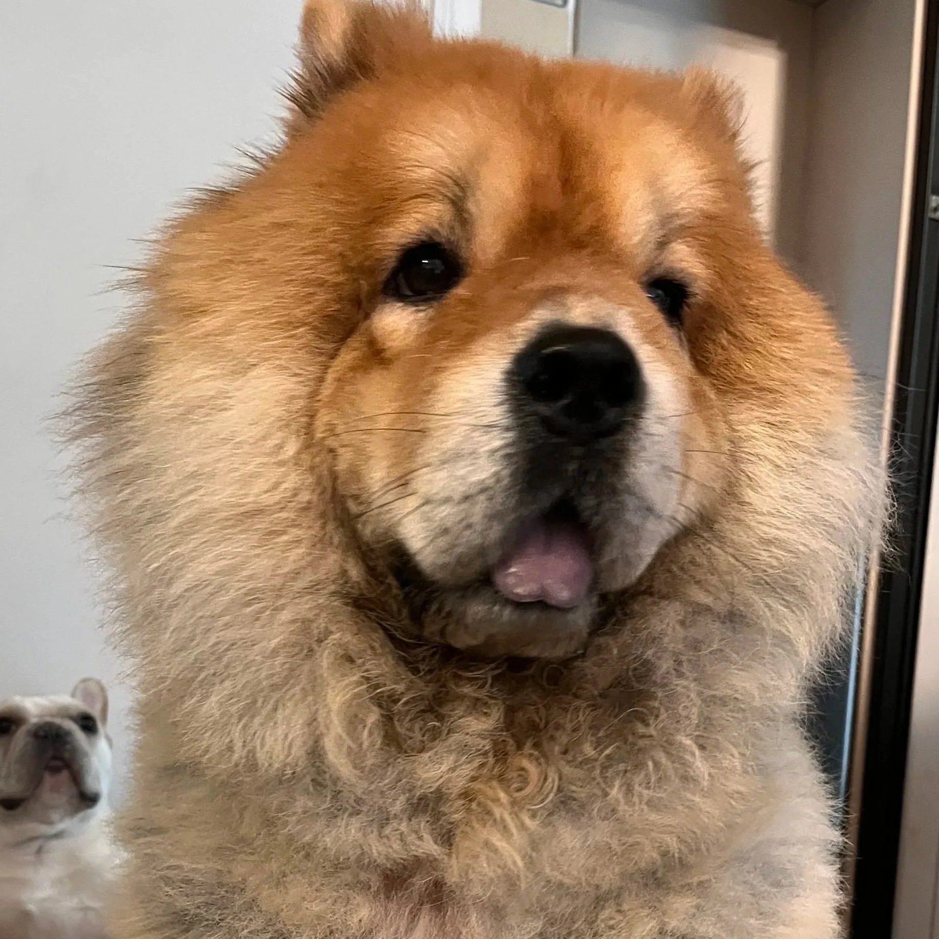 A close-up of a fluffy Chow Chow dog with a reddish-brown coat, dark eyes, and a black nose, sticking out its tongue, with another small dog visible in the lower left corner.