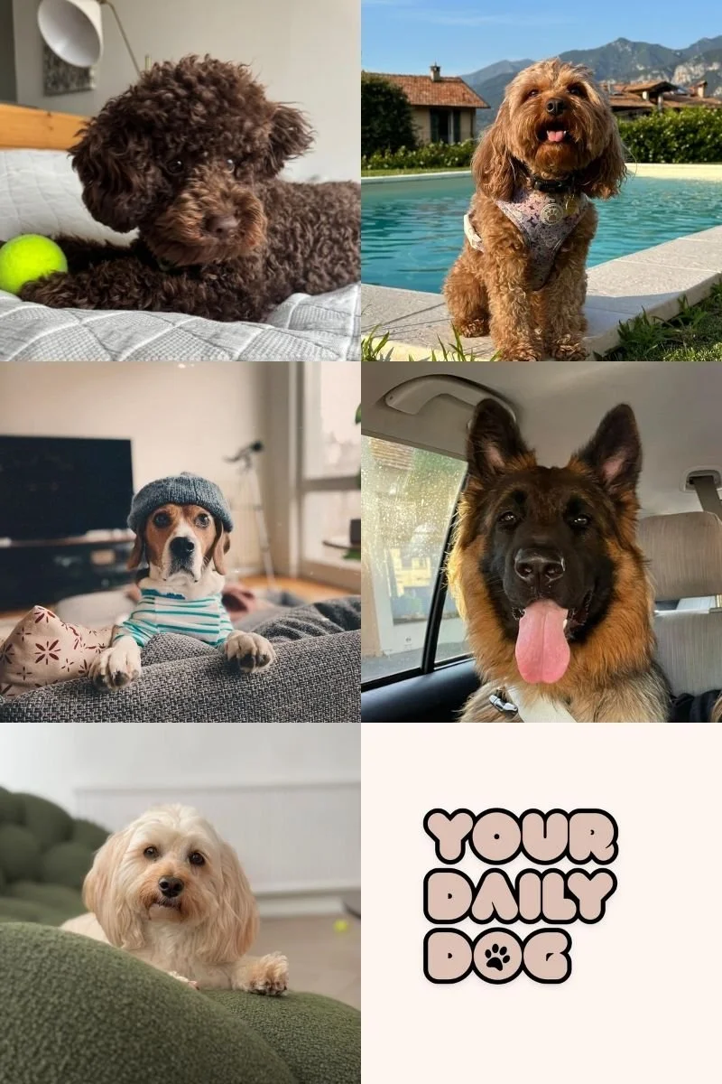 Collage of five photos of different dogs in various settings, with the text 'Your Daily Dog' in a playful font.