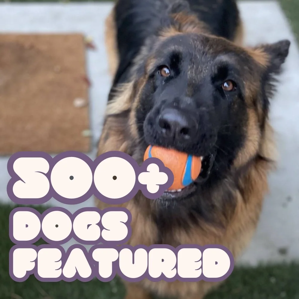 A German Shepherd dog holding an orange and blue ball in its mouth, with the text '300+ dogs featured' in large, purple and white cartoon-style font overlaid on the image.
