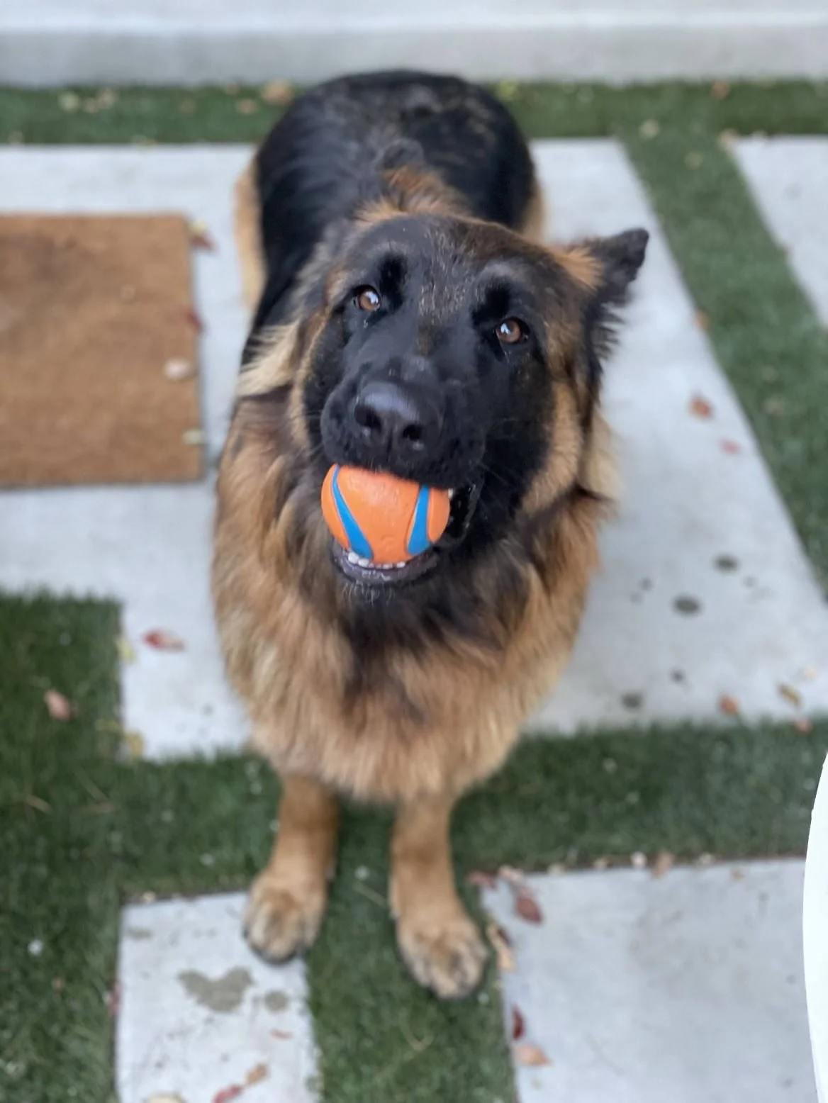 German Shepherd dog with a black and tan coat, holding an orange and blue ball in its mouth, sitting on a patio with concrete and green turf.