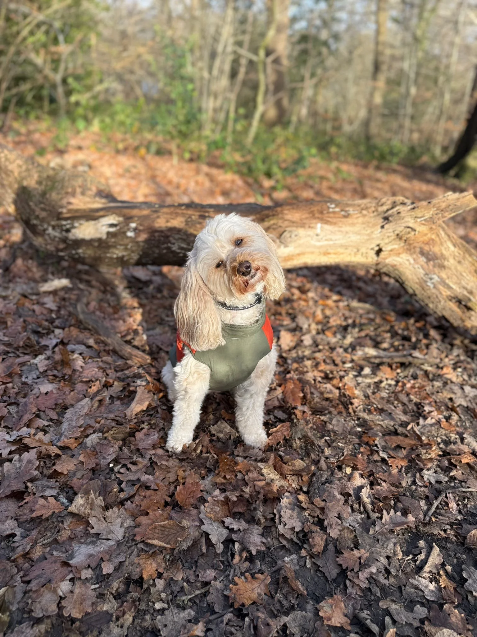 A small dog with curly cream and light brown fur, wearing a gray and orange vest, sitting on a bed of brown fallen autumn leaves in a wooded area, with a fallen log in the background.