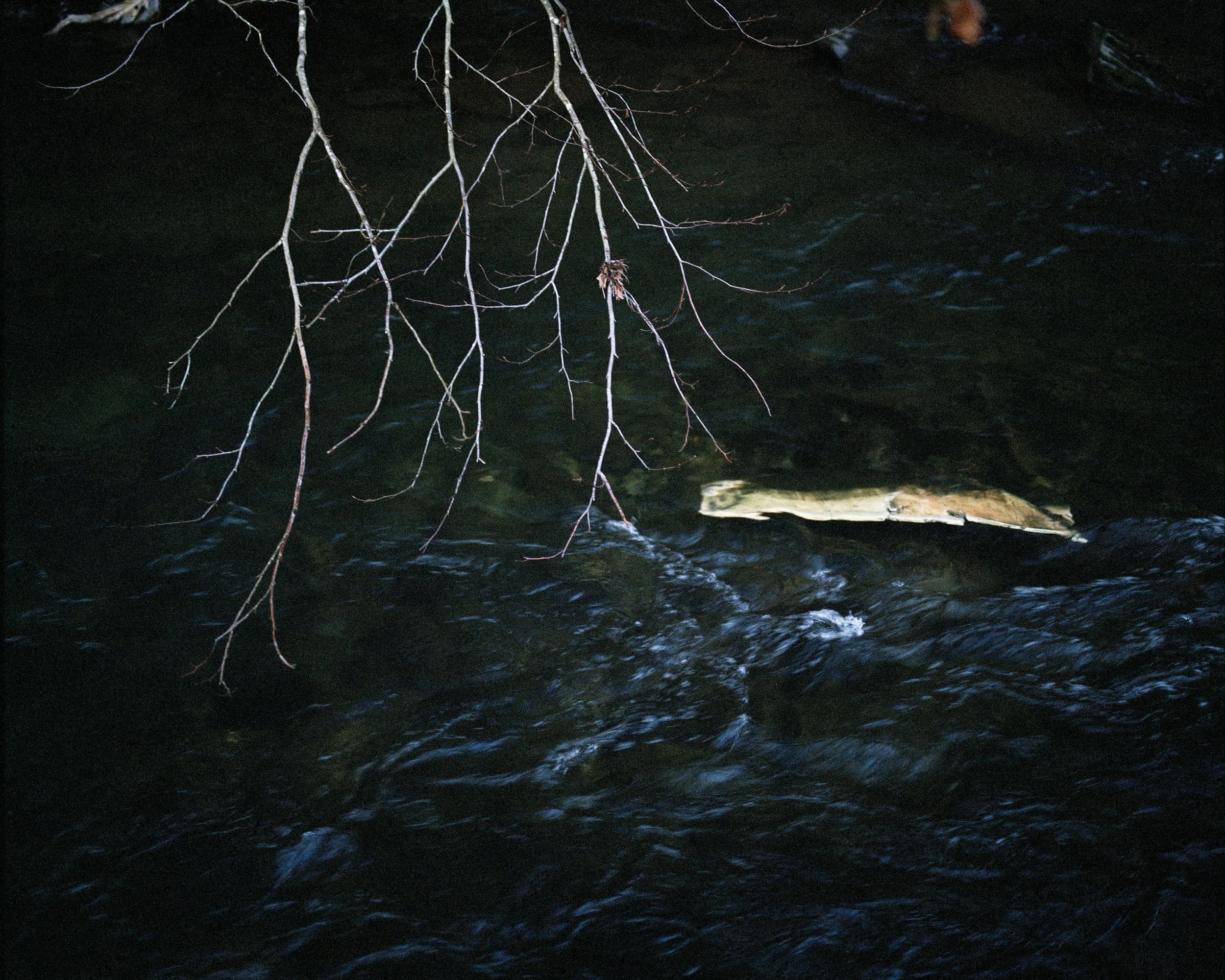 river tree rubbish 001.jpg