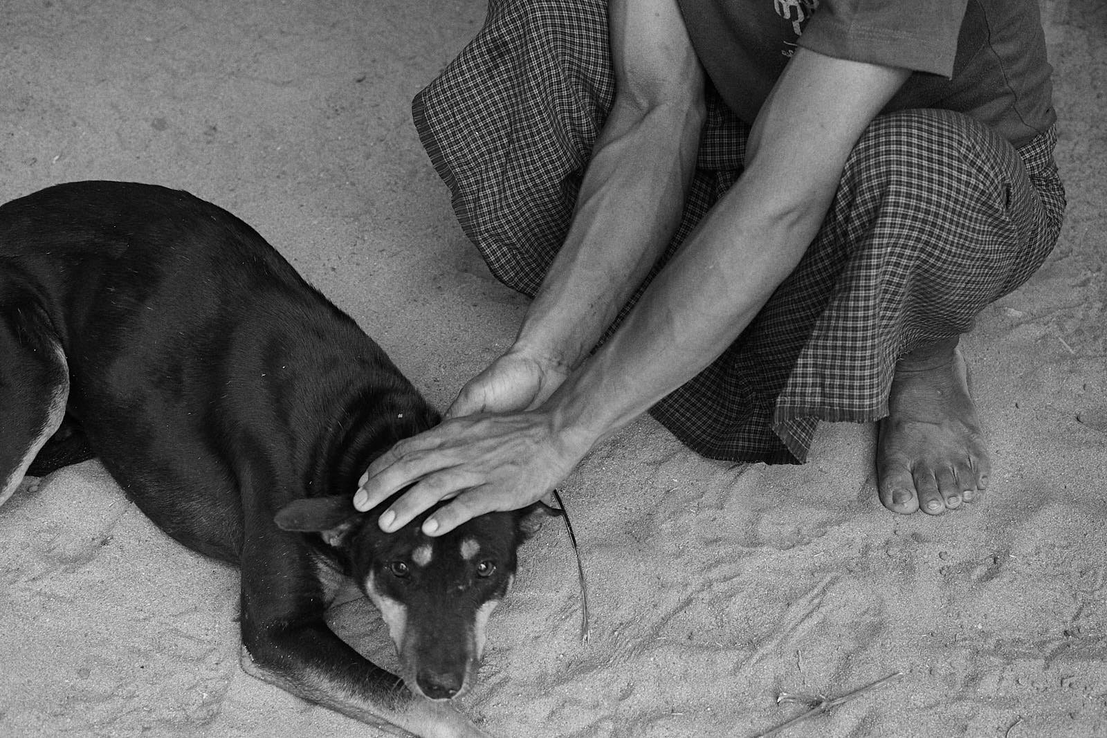 FergusThomas_FourPaws_Myanmar-09949 1.jpg