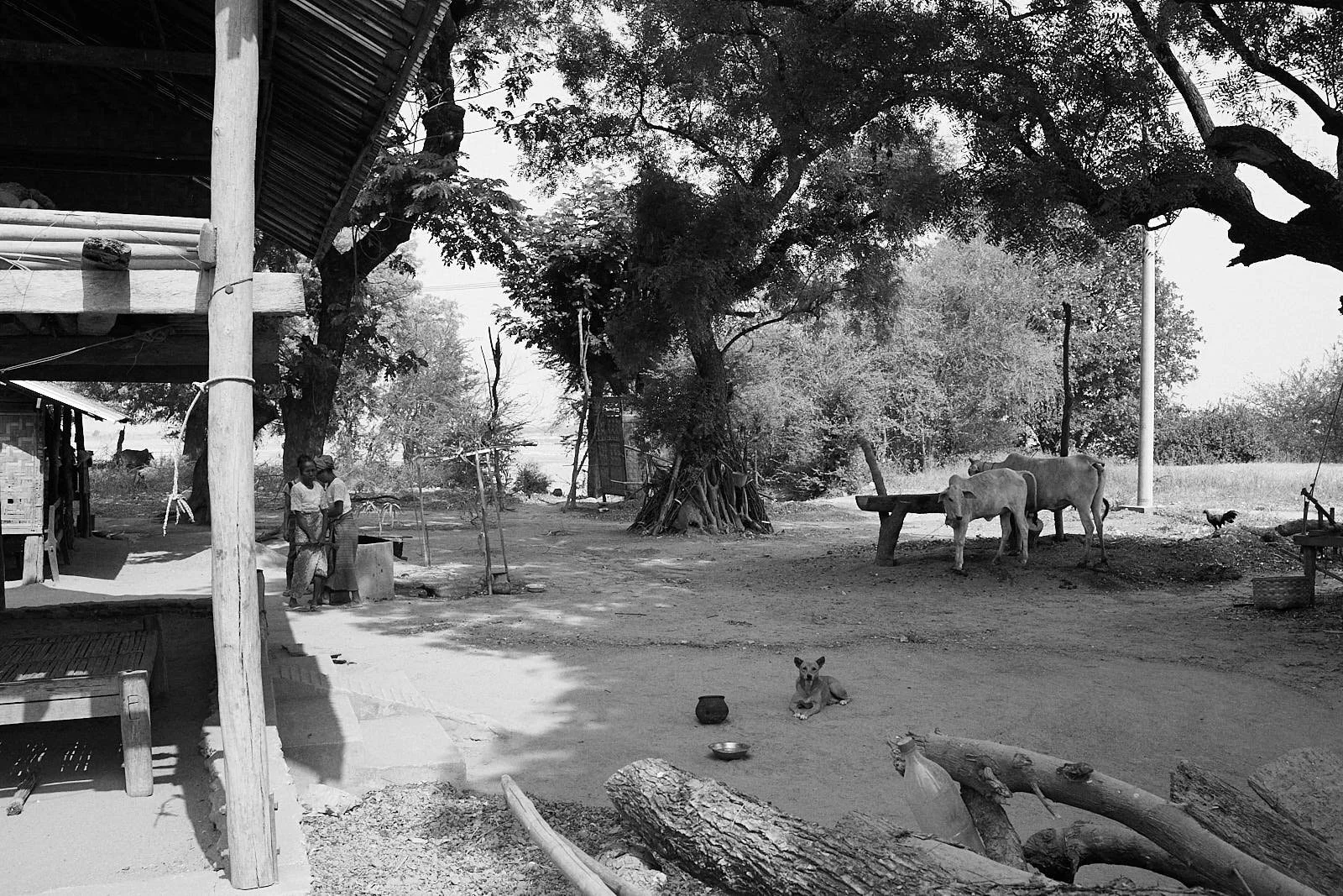 FergusThomas_FourPaws_Myanmar-01668 1.jpg