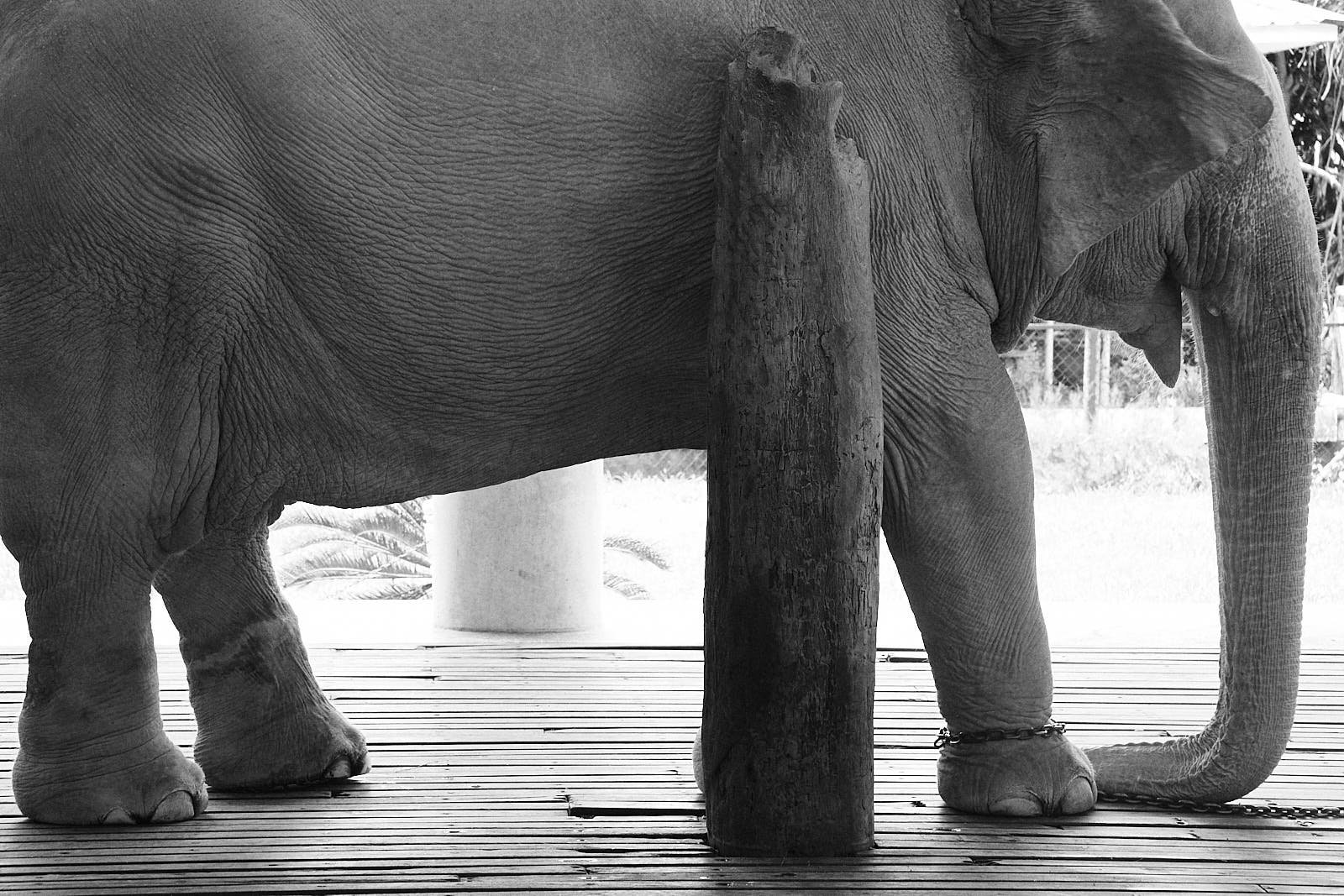 White elephants of Yangon - Four Paws