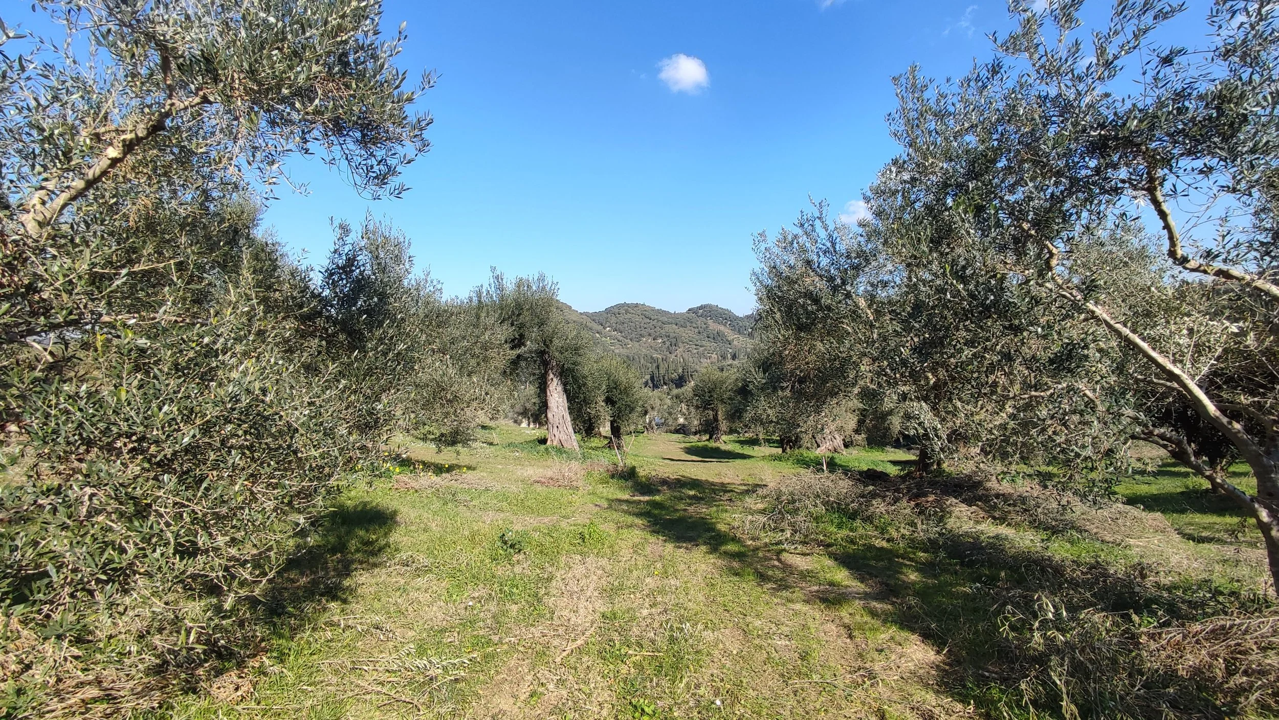 Buildable plot just outside Arillas