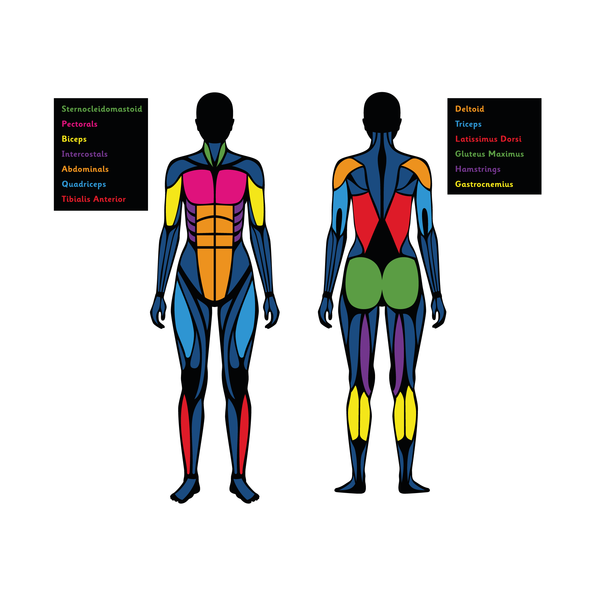 Muscular System