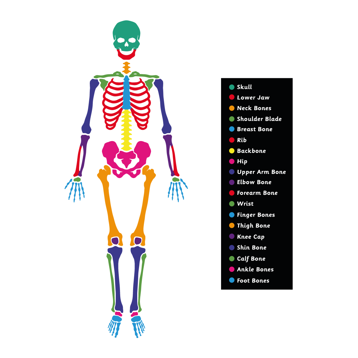 Skeleton