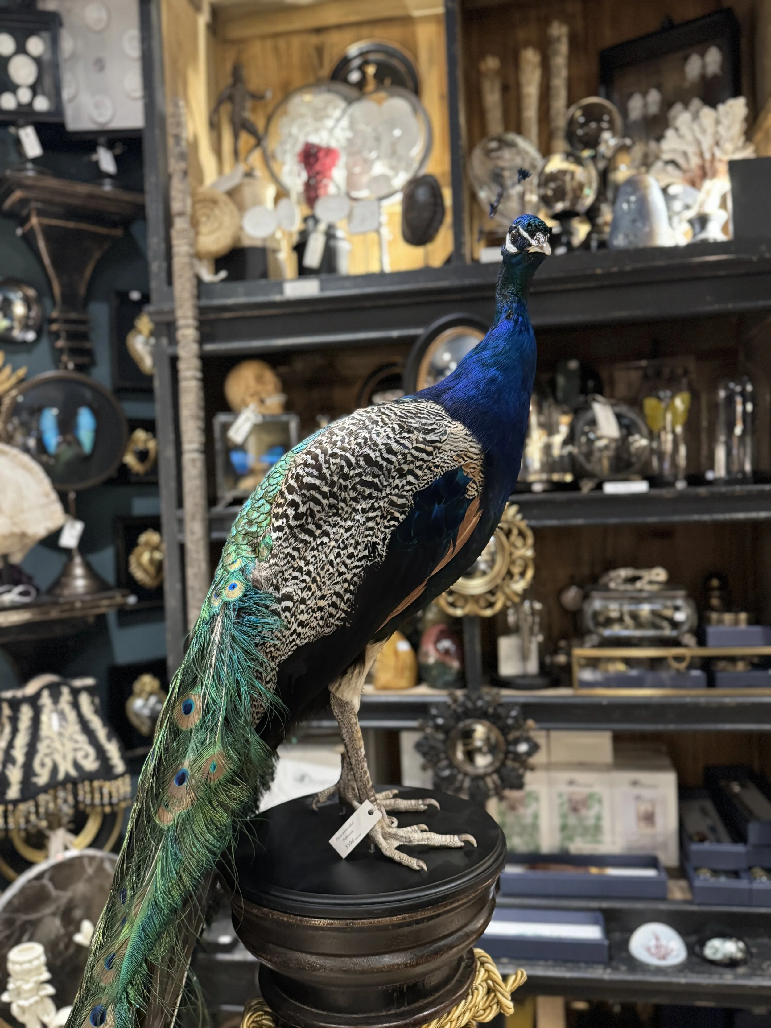 Autruche en objets décoratifs en vente dans une boutique d'antiquités.