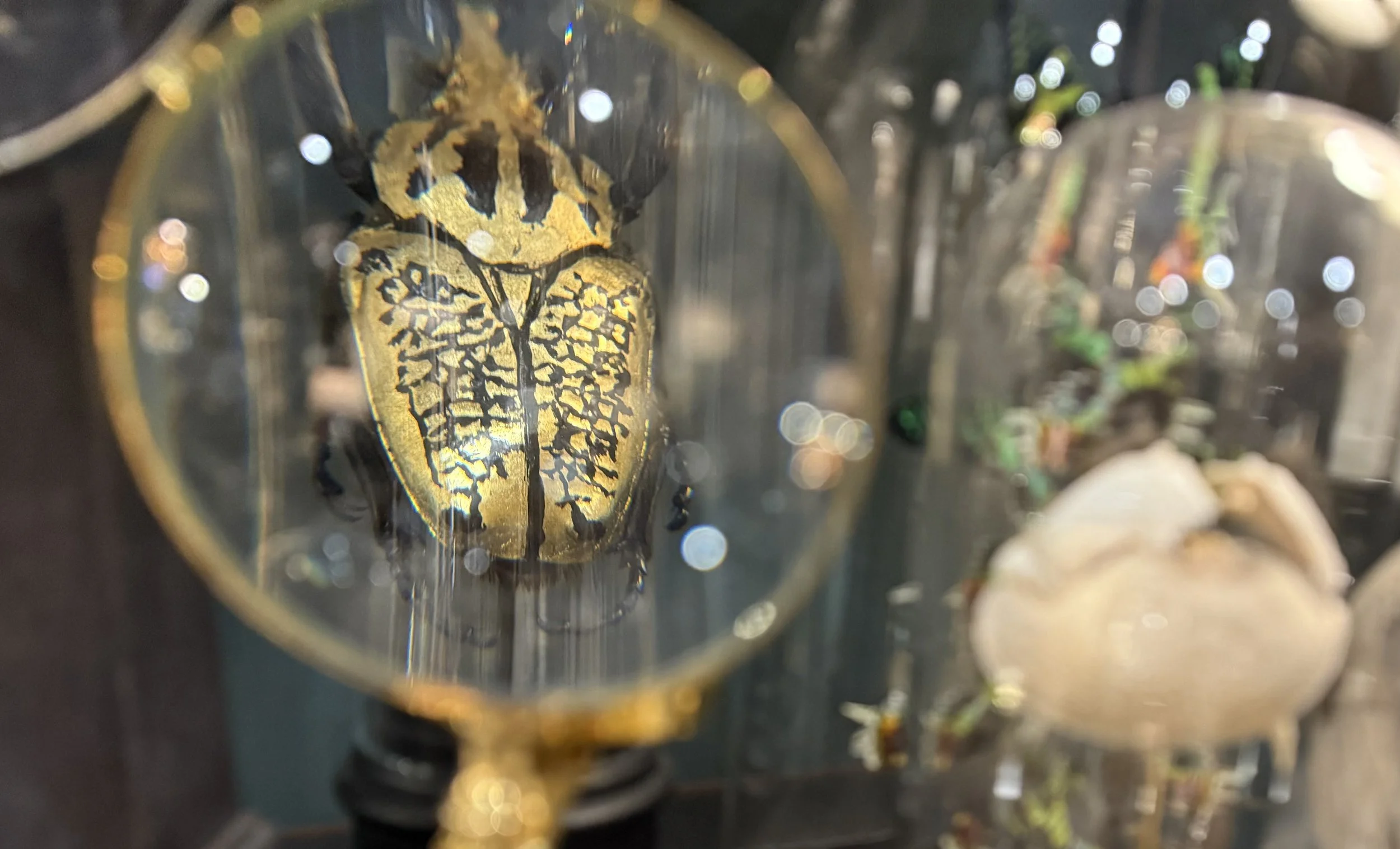 Une pièce de monnaie avec une tête de mort dorée entourée de détails noirs.