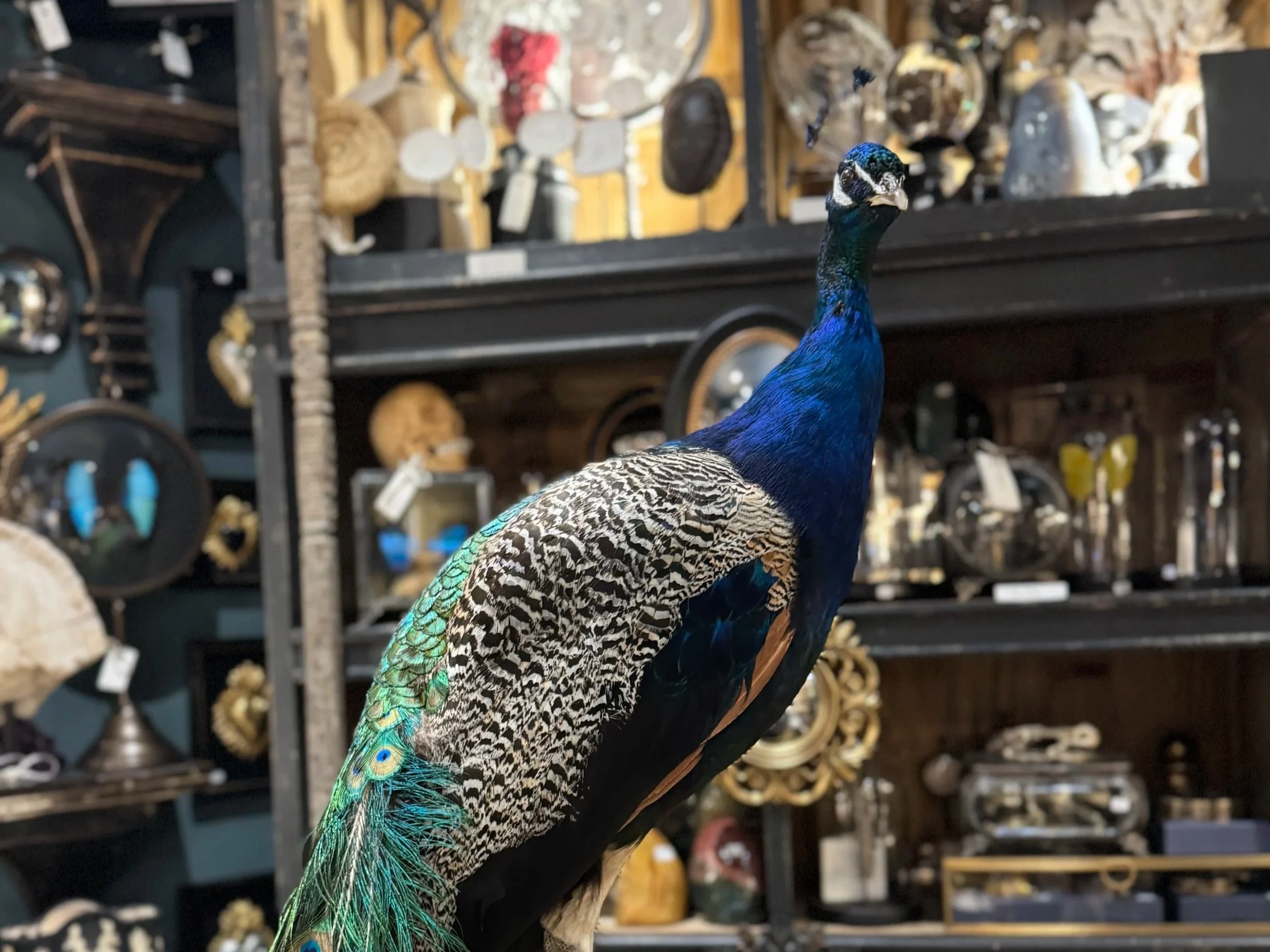 Un paon coloré avec des plumes bleues, vertes, noires et blanches, posé sur un support en bois, dans une boutique avec des objets décoratifs en arrière-plan.