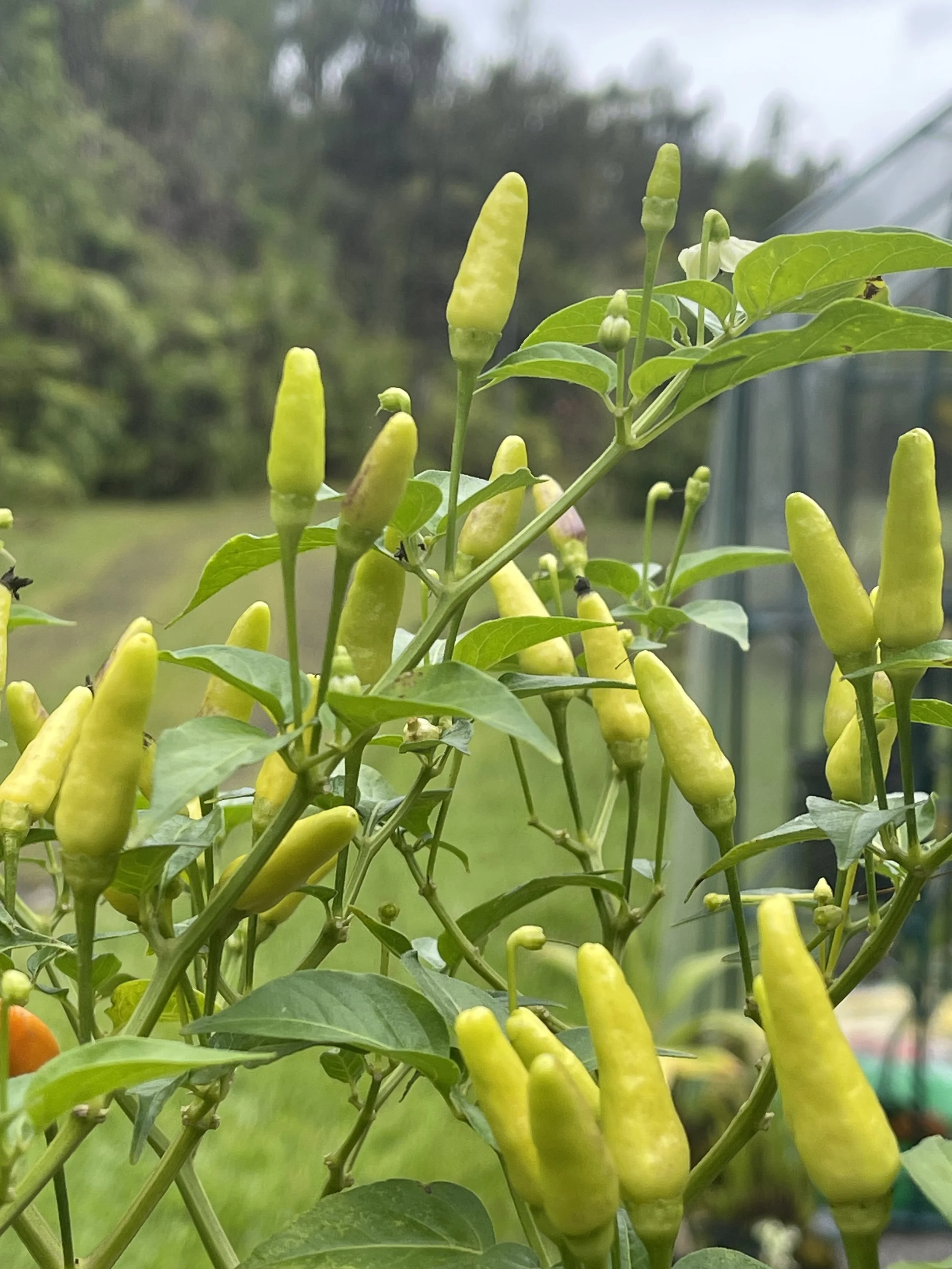 Nioi (Hawaiian Chili Pepper) - Traditional Hawaiian pepper known for its heat and bold flavor.