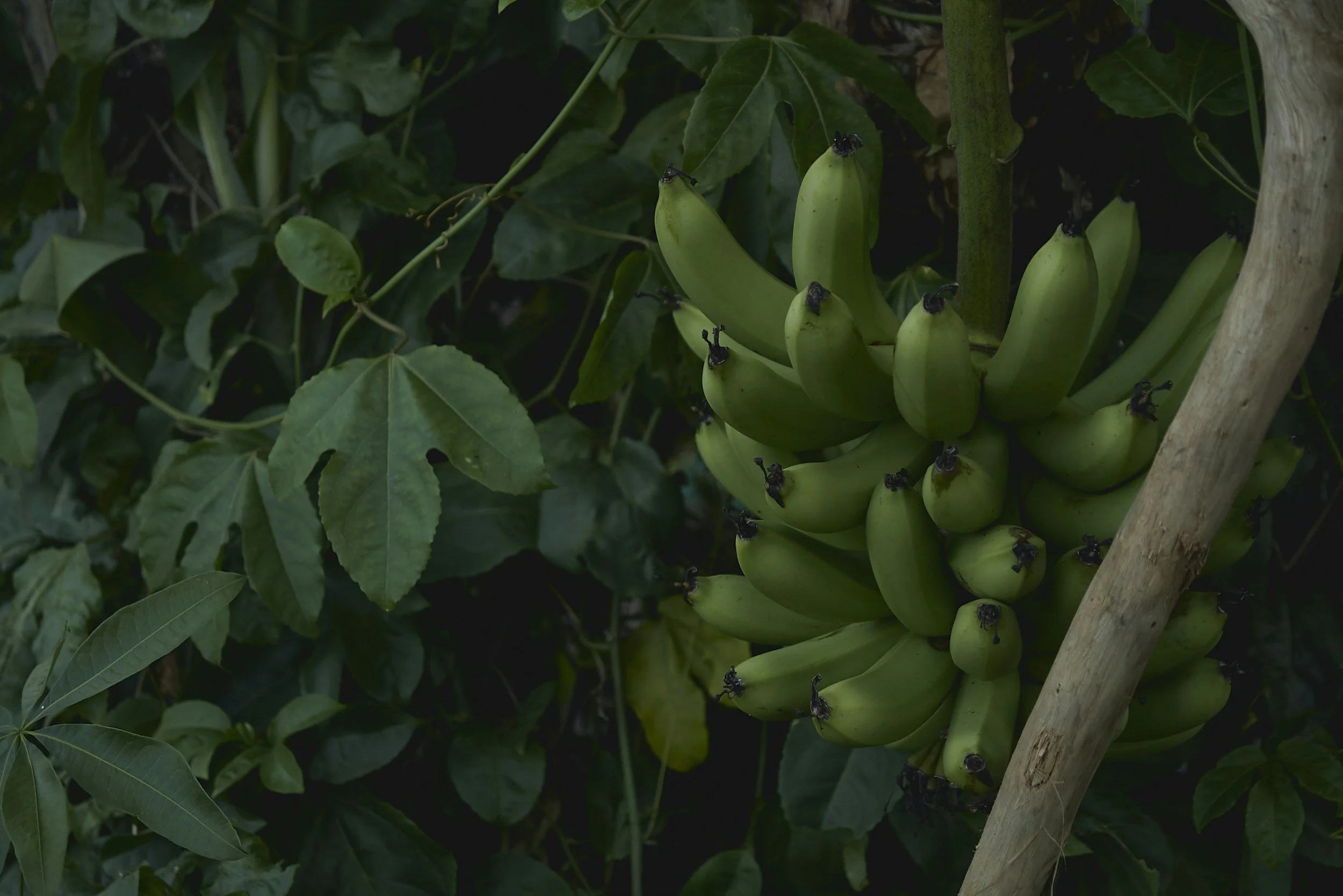 Banana - Multiple varieties grown on the farm.