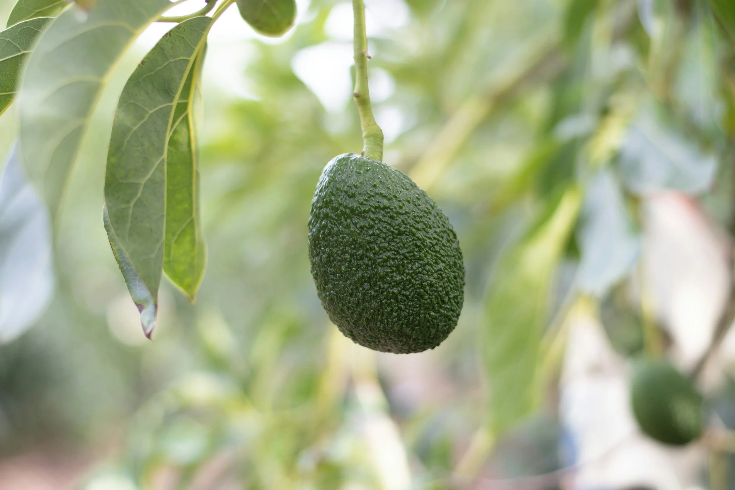 Avocado - Creamy tropical fruit tree that grows well in East Hawaiʻi