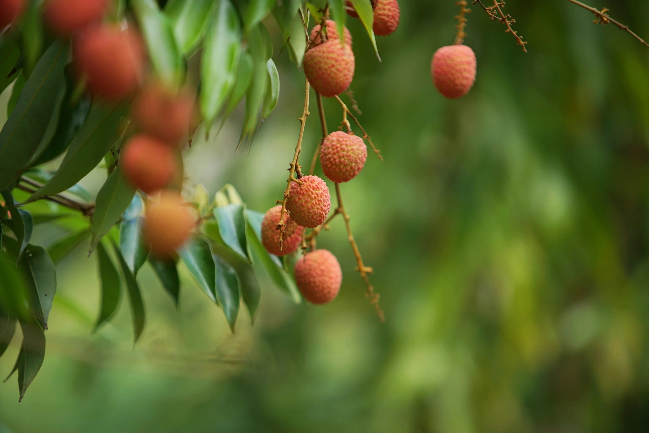 Lychee - Tropical fruit tree producing sweet, juicy lychee loved across Hawaiʻi