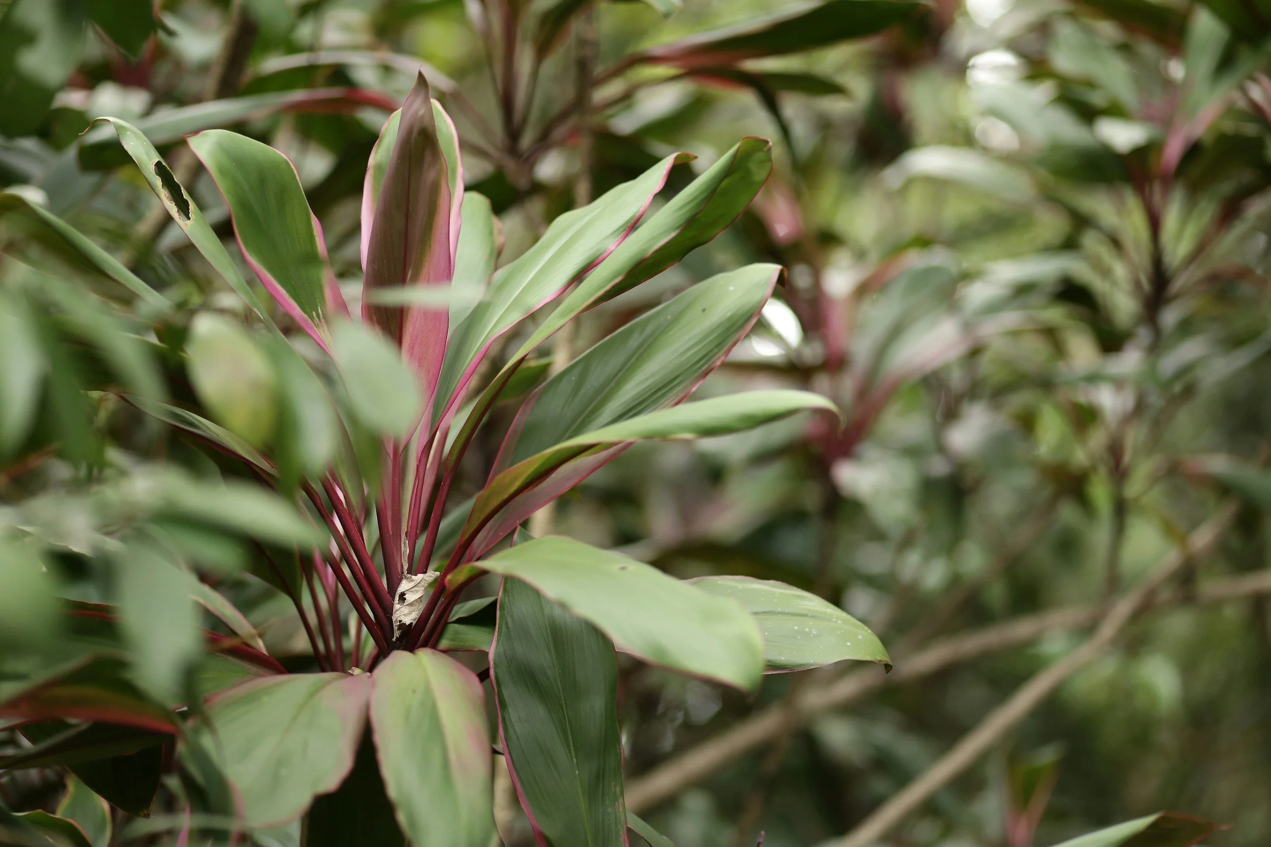 Ti Plant (Kī) - Traditional Hawaiian plant valued for its cultural significance and colorful leaves.