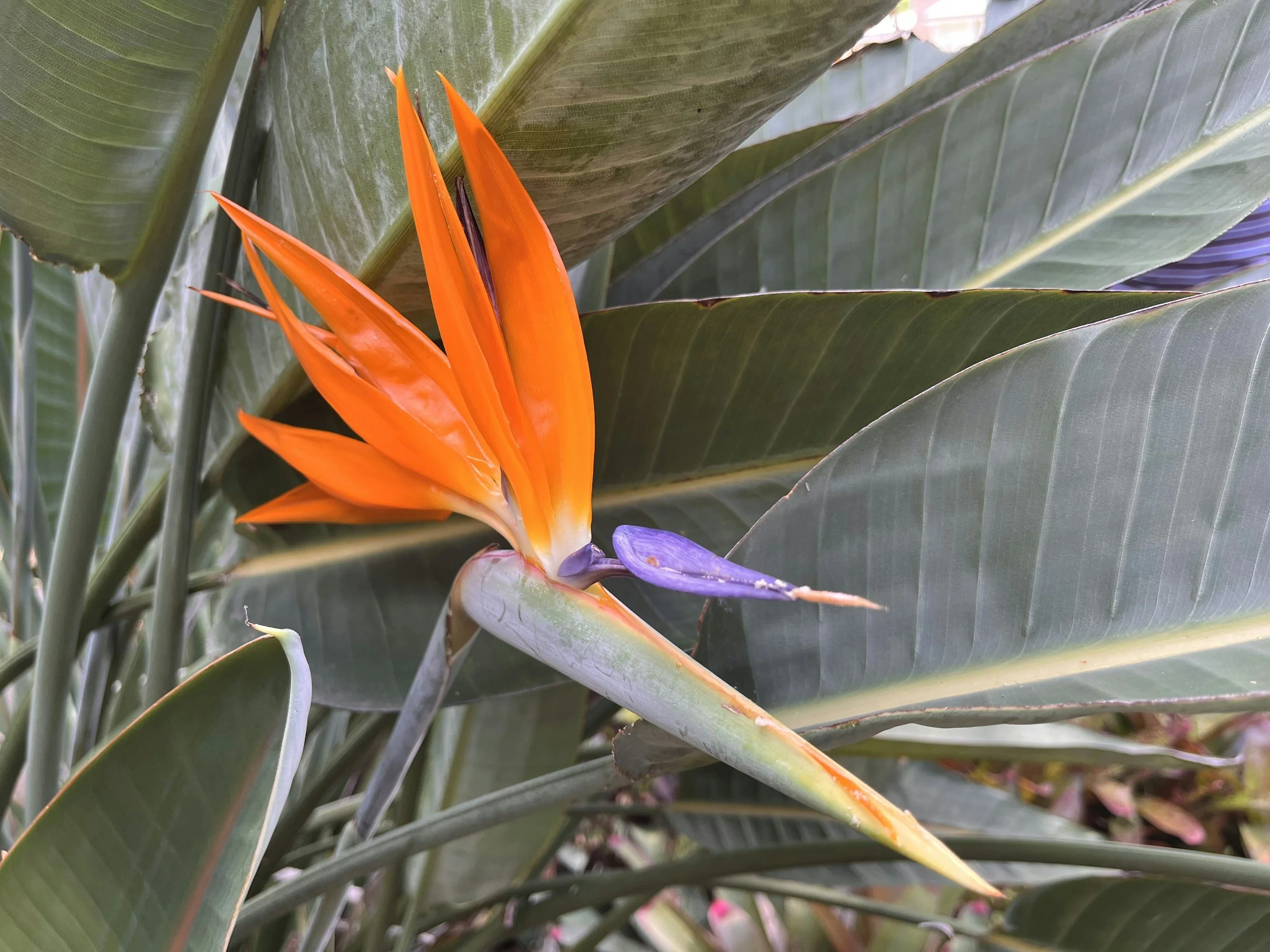 Bird of Paradise - Bold tropical ornamental known for its dramatic bird-shaped flowers.