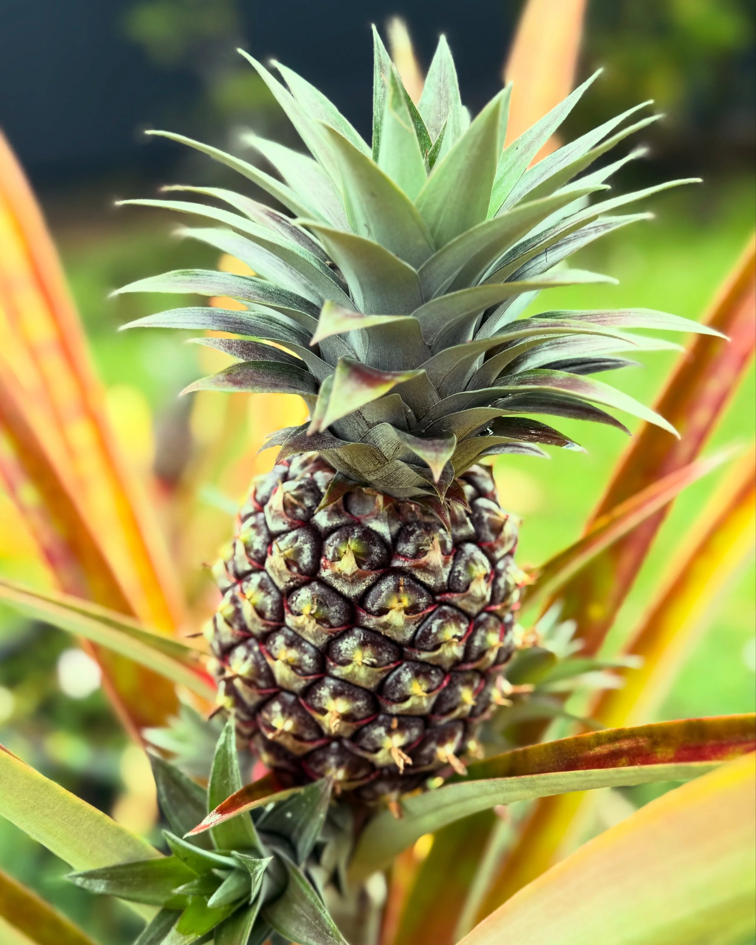 White Pineapple - Hawaiian-grown pineapple prized for its sweet flavor and low acidity.