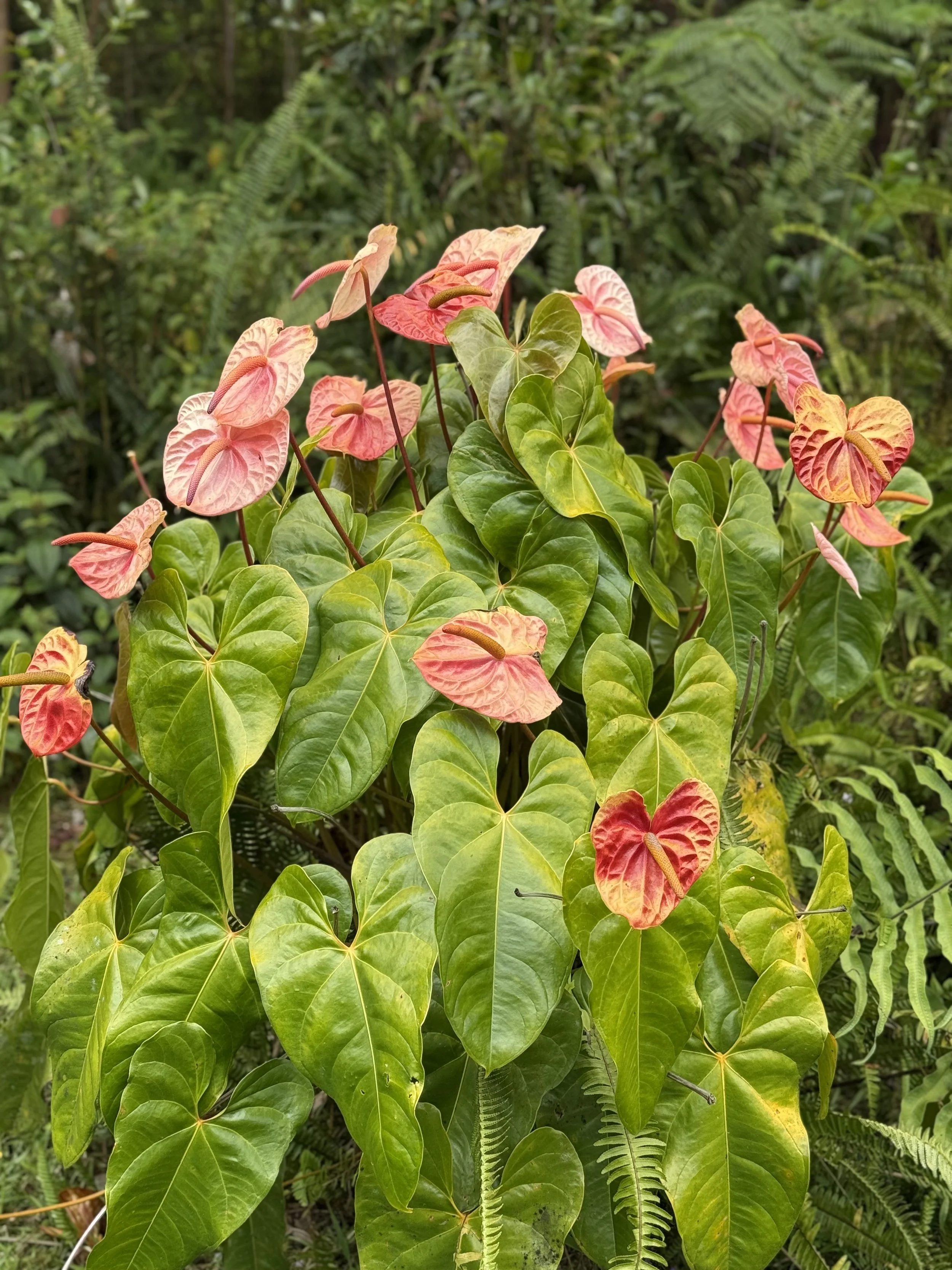Anthurium - Popular tropical ornamental plant known for its vibrant heart-shaped flowers.