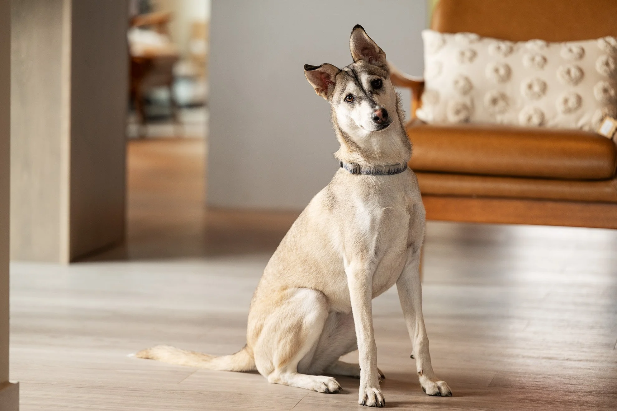 A mixed breed dog with a gray and white coat and one ear standing up, sitting on a light-colored wooden floor in a room with furniture.