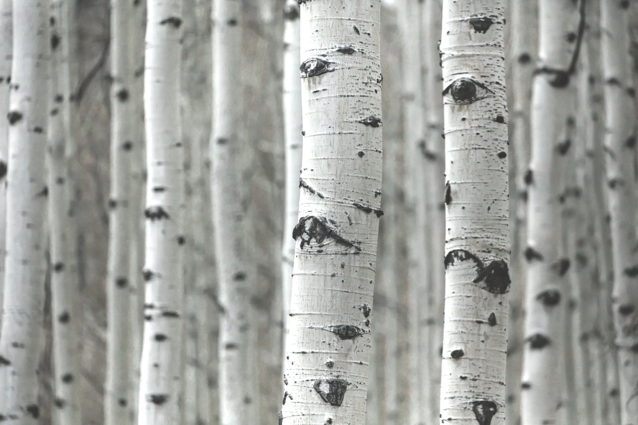 Close-up of multiple white birch tree trunks with black knots and markings.