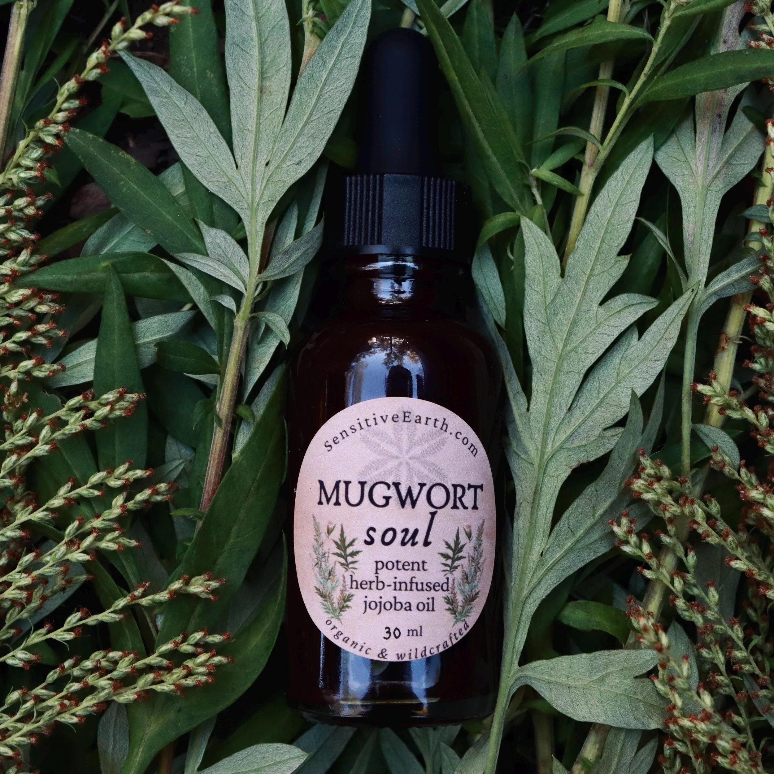 Mugwort Jojoba Oil: Organic Herbal Anointing Serum for Face, Body, & Hair