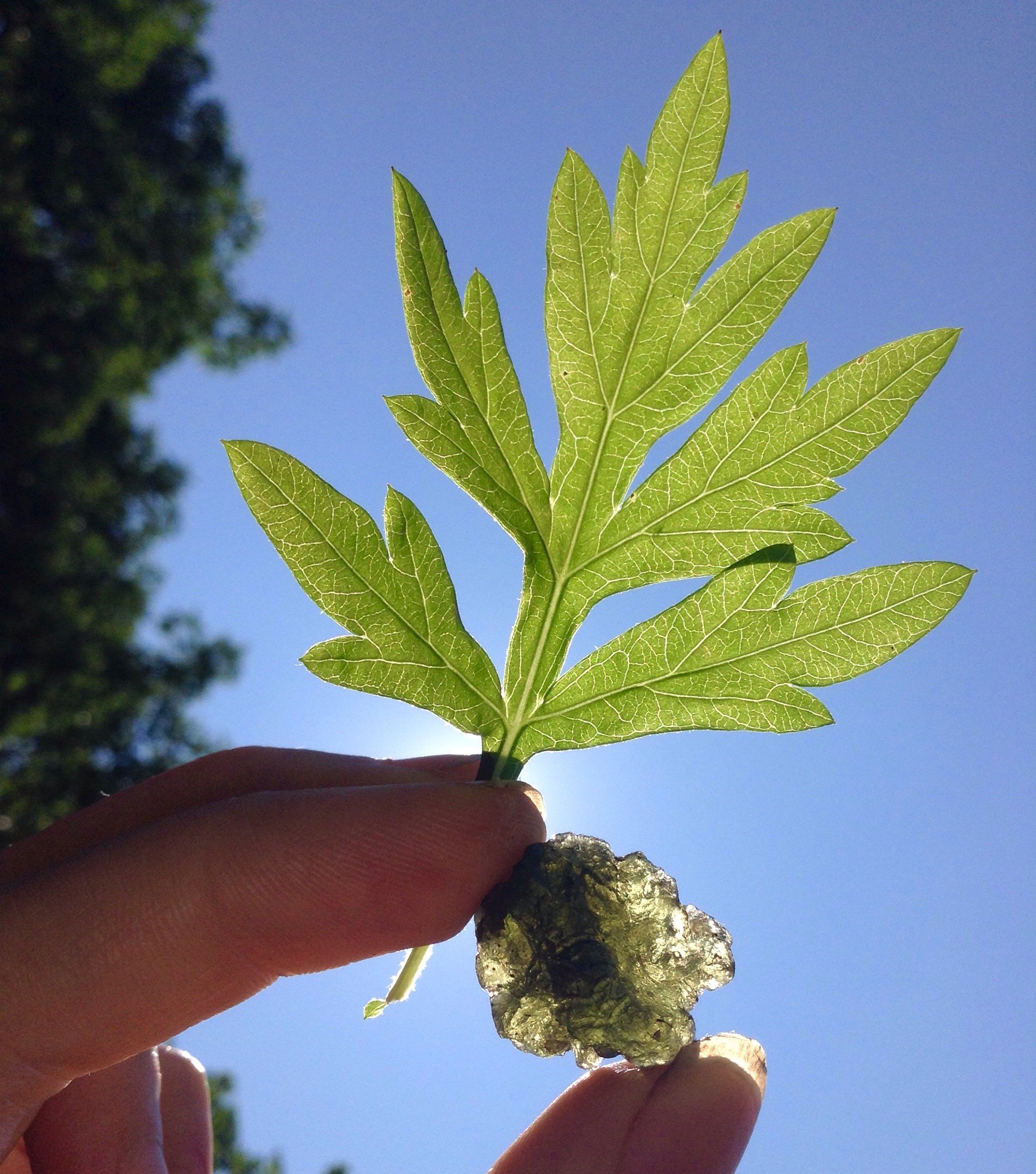 The Initiators: Mugwort &amp; Moldavite