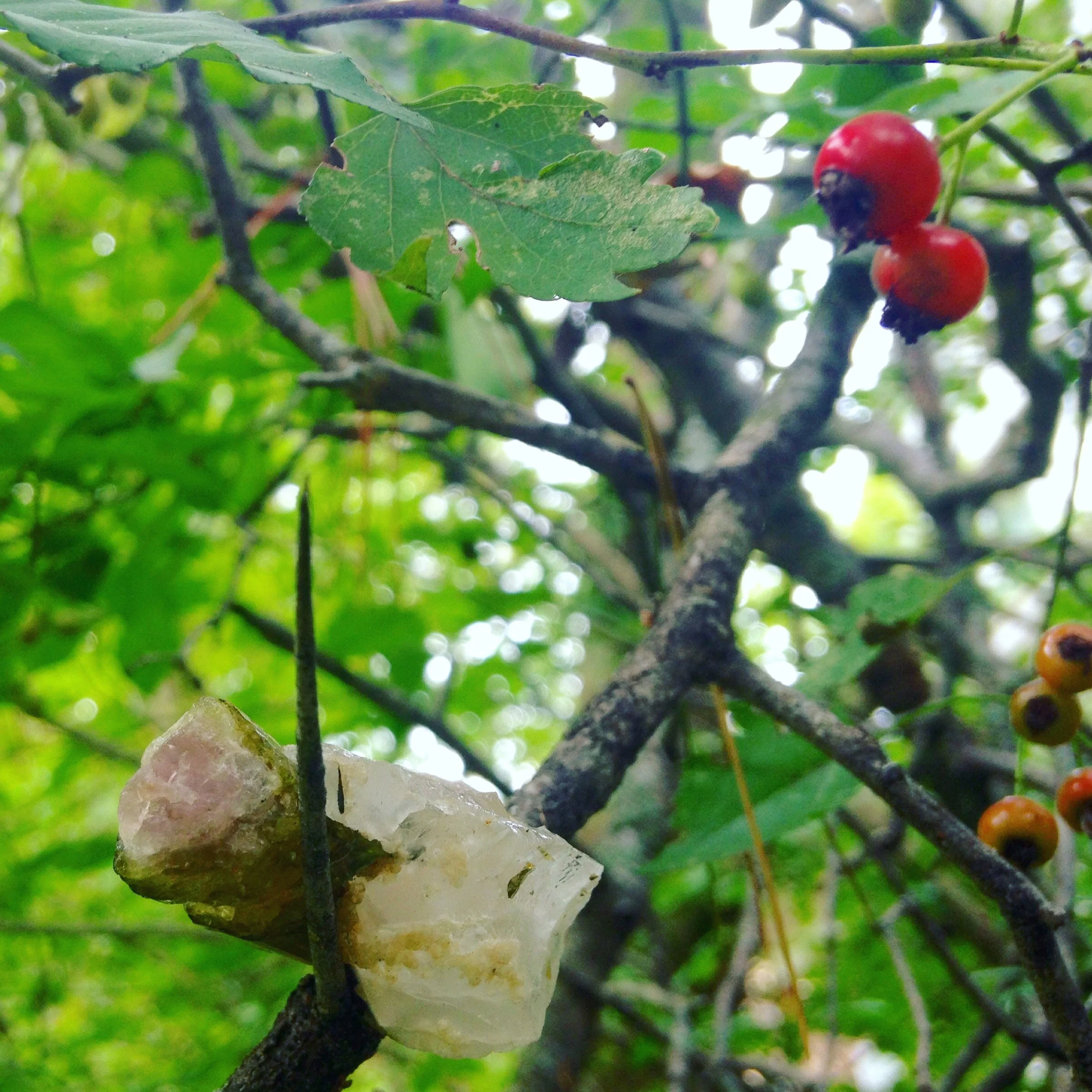 Gatekeepers: Hawthorn &amp; Tourmaline