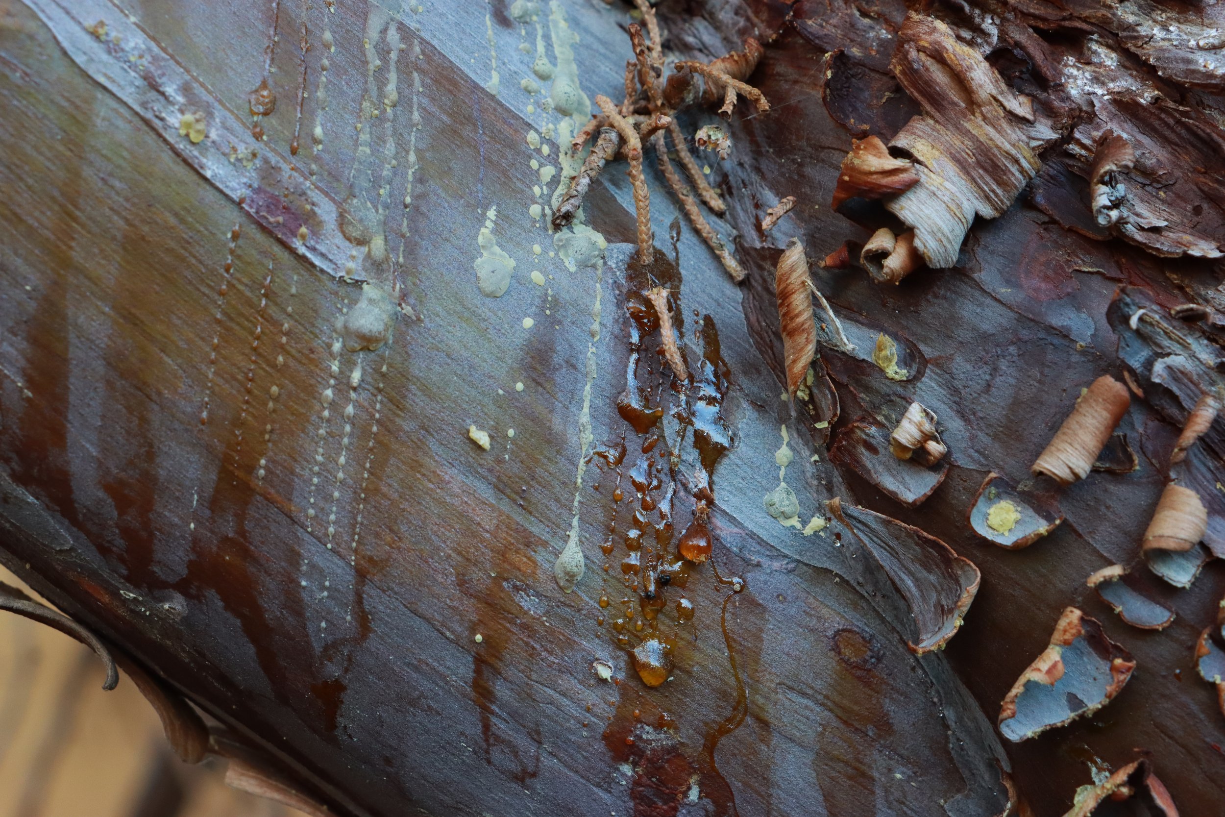 peeling arizona cypress tree with resin oozing