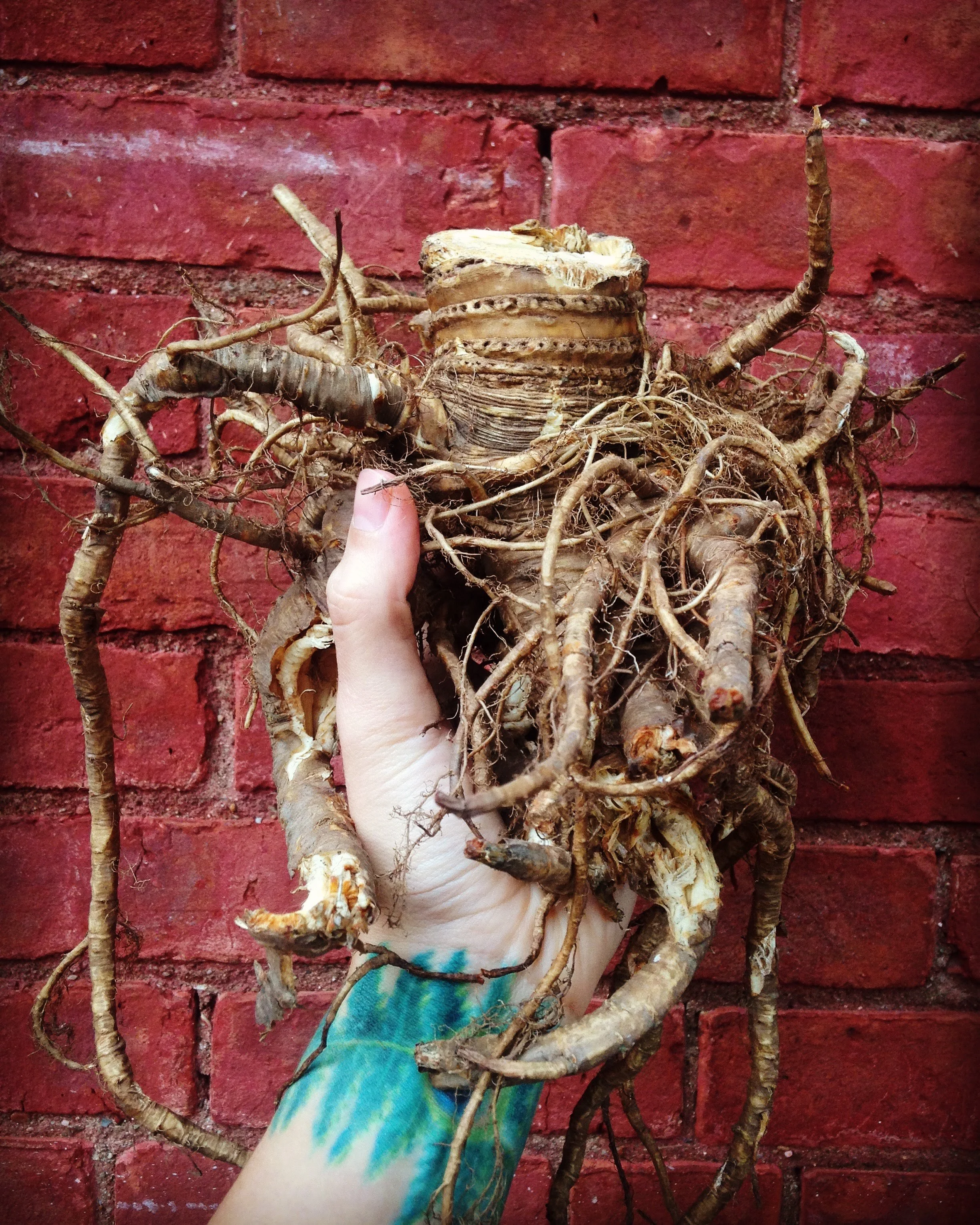 Wane into your Roots with Angelica