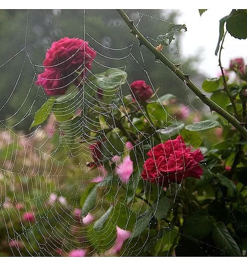 a spider web next to a rose