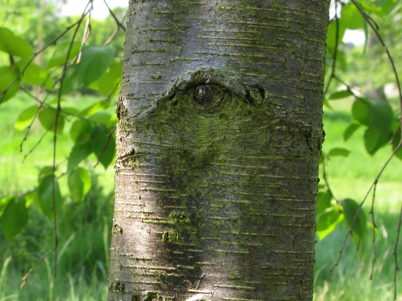 betula lenta.jpg