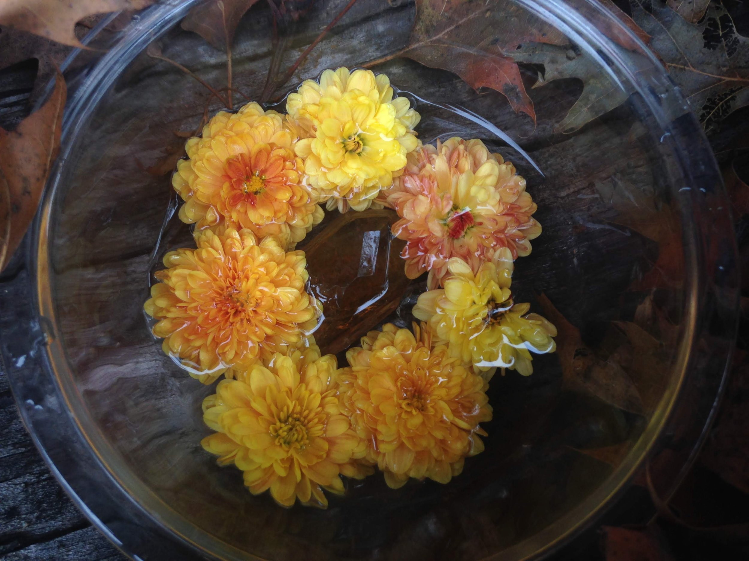 A bowl of chrysanthemum and citrine after the vibrational flower essence was made