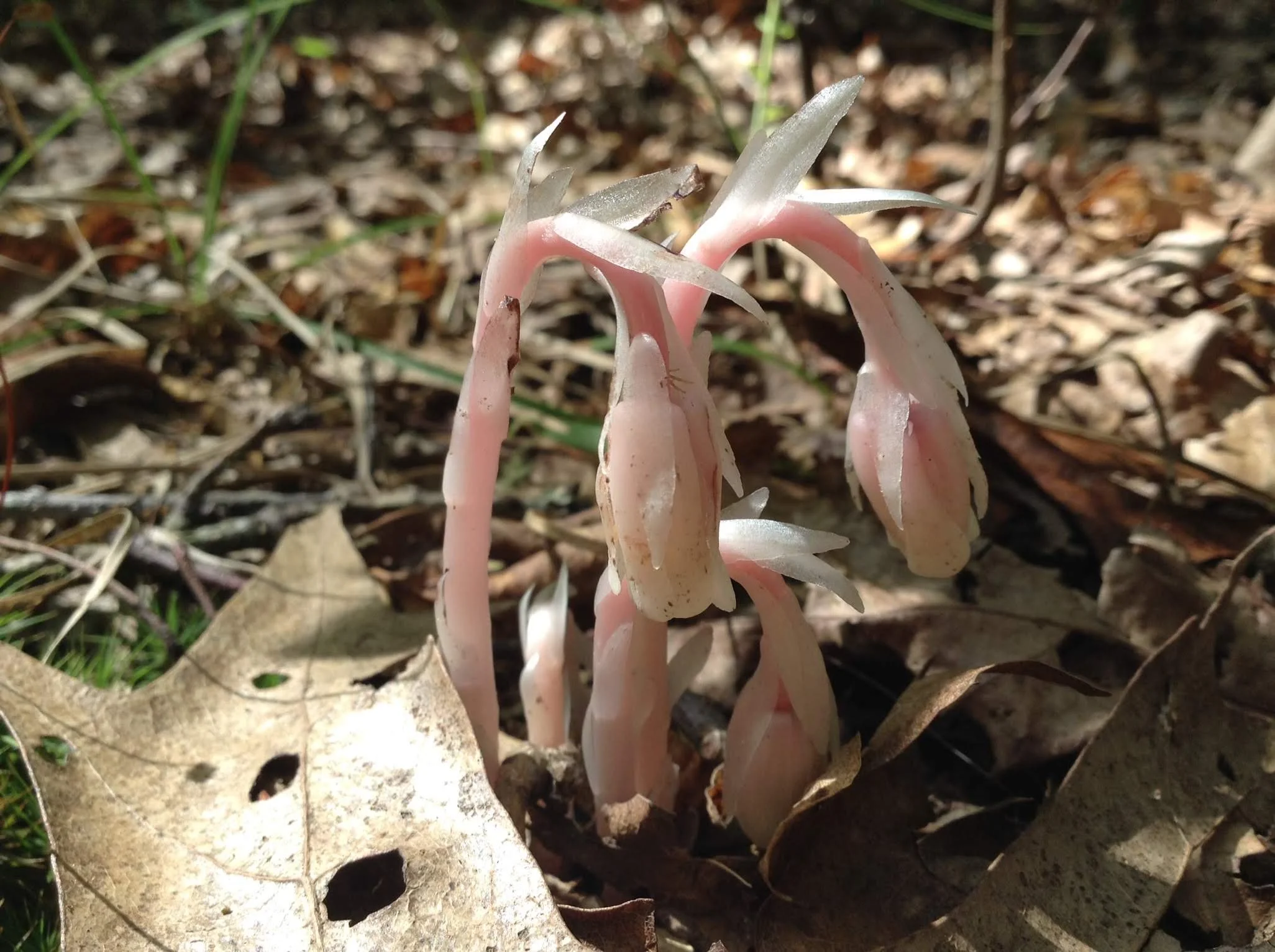 Ghostpipe Dreams &amp; Threshold Herbs