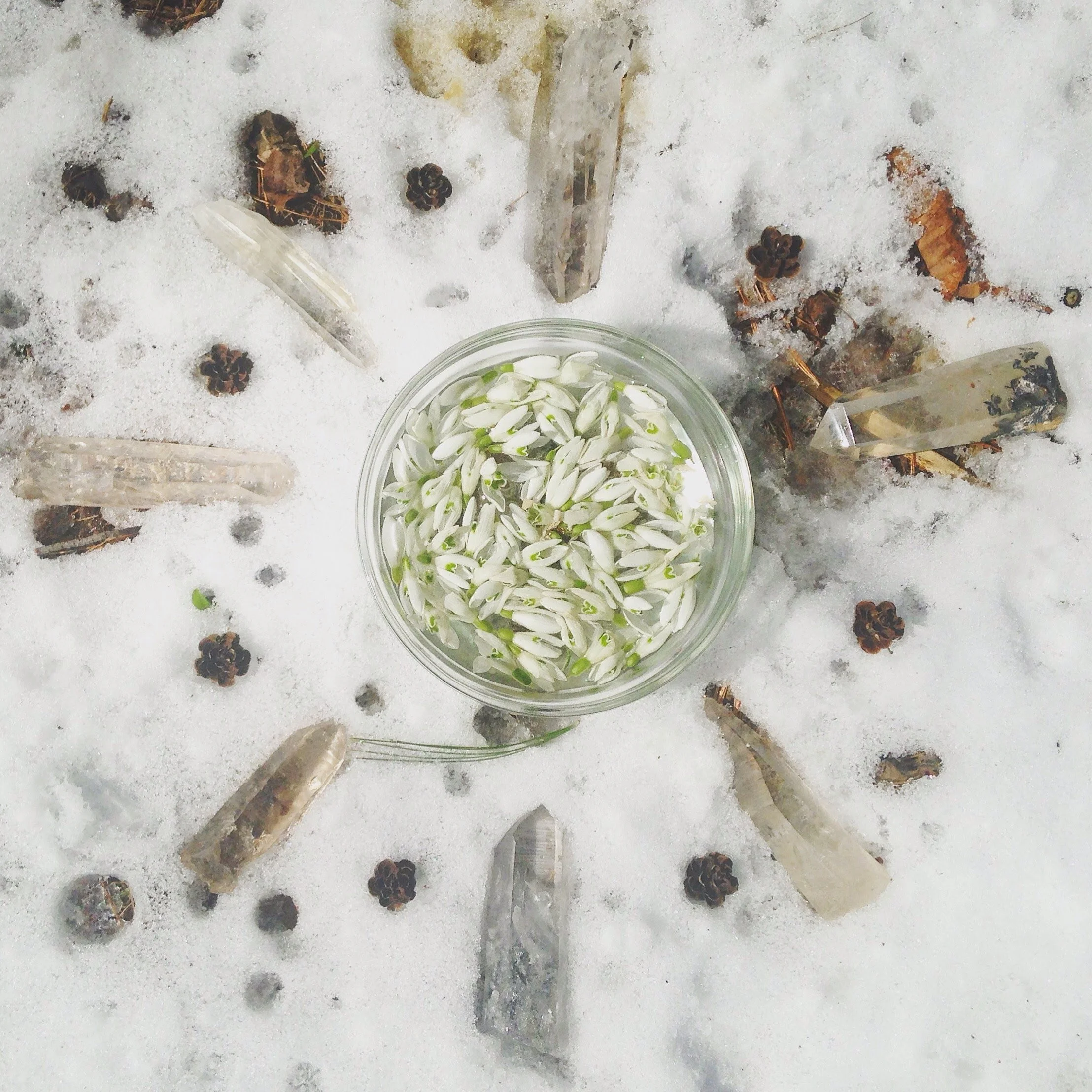 Snowdrops, re-emerge