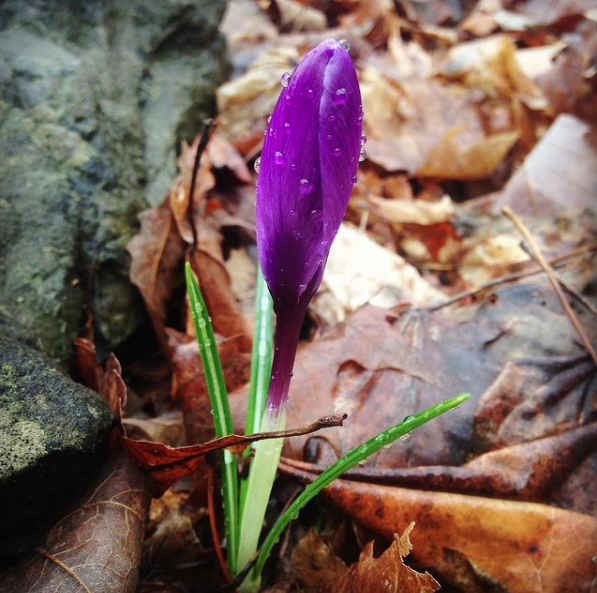 a crocus bud about to bloom with raindrops