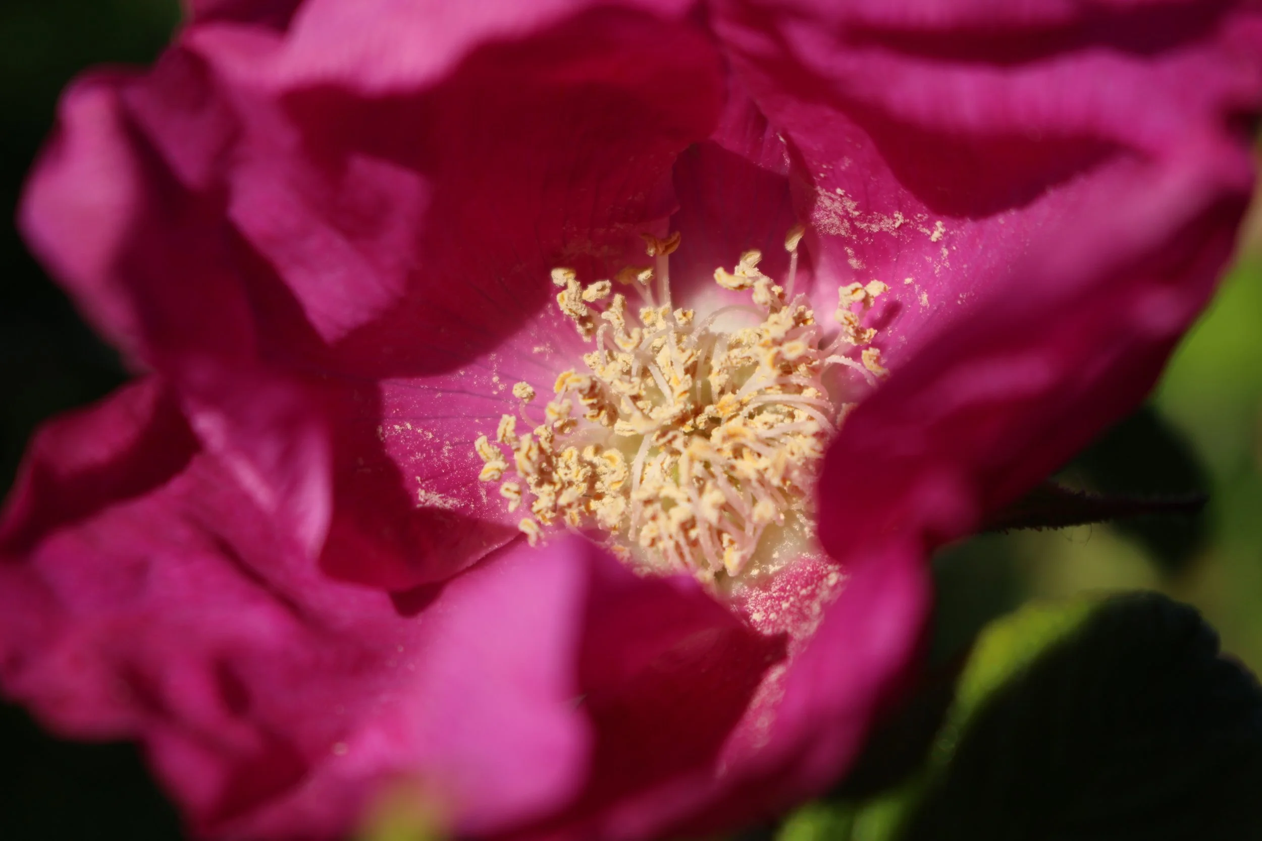IMG_0696.JPG