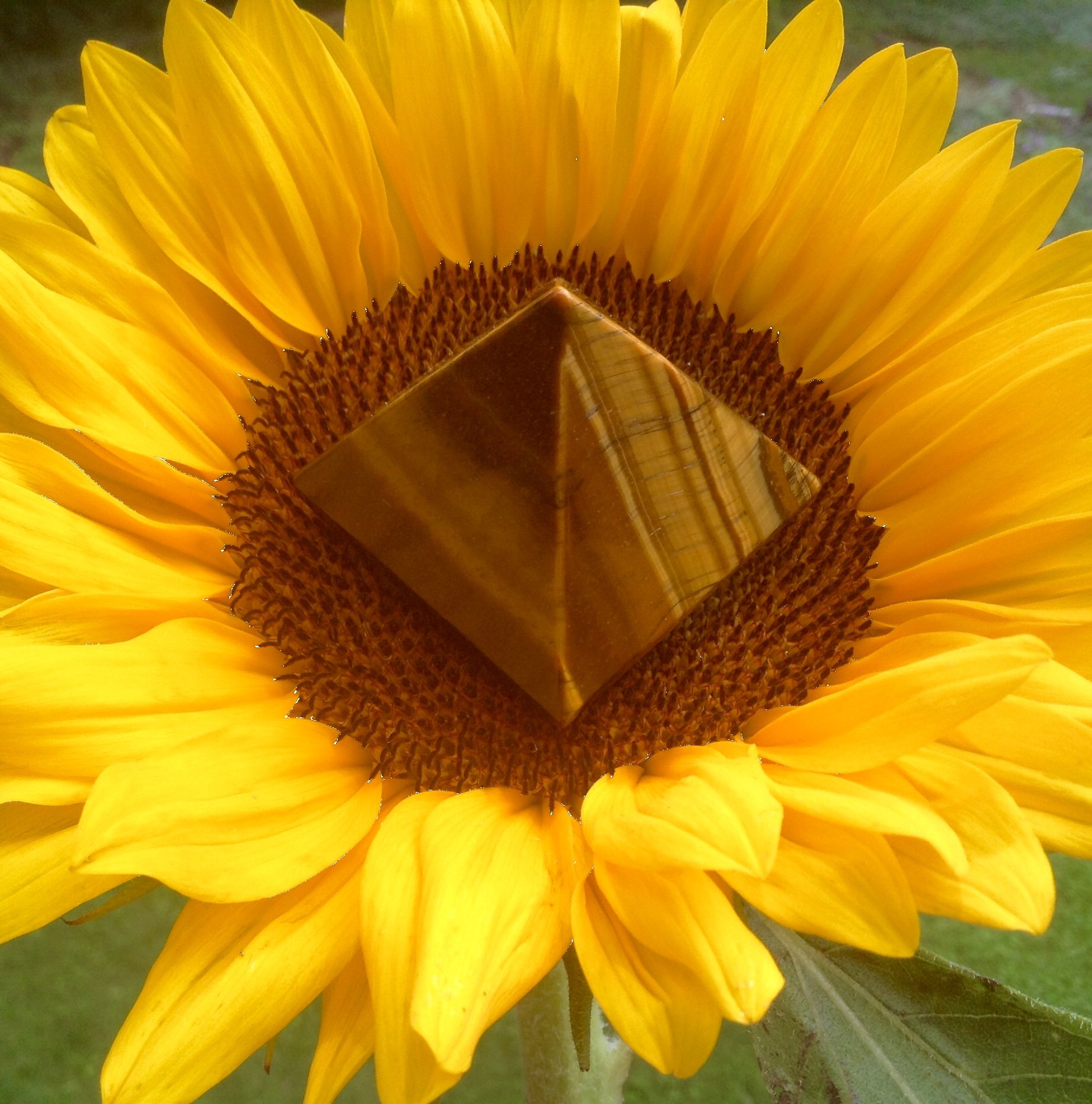 Soulshine: Sunflower &amp; Tiger's Eye