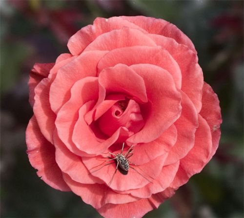 Spider Medicine, Boundaries, &amp; the Energetics of Ticks:&nbsp;&nbsp;My Lyme Story