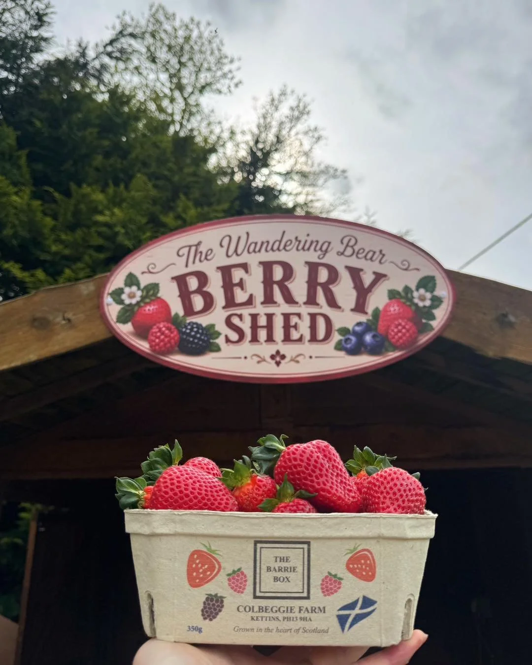 Fresh delivery ready for the bank holiday weekend 🐻☀️ 

Barry Box strawberries freshly picked and smelling unreal 🍓🤍 

This weekend we&rsquo;ve got: 
🍓 Fresh strawberries 
🌱 Local asparagus 
🍦 Ice Cream Shed 

&hellip;plus plenty more in the fa