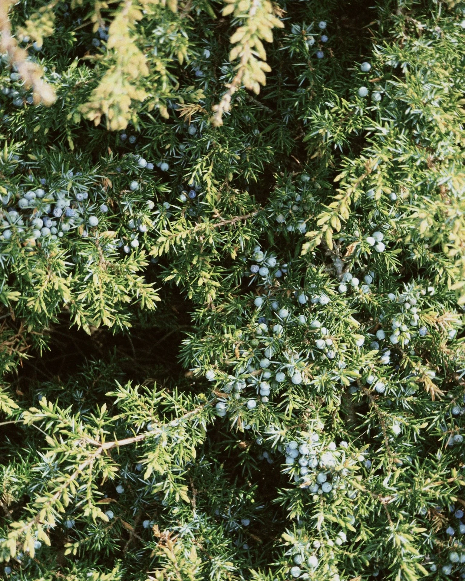 image00016.jpeg
