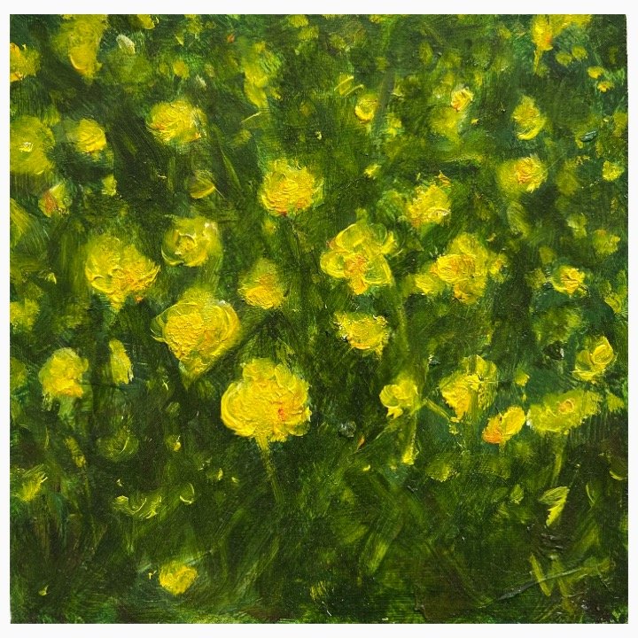 Wild Buttercup​, Oil on Board​​, 20cm x 20cm, unframed £215, framed £340