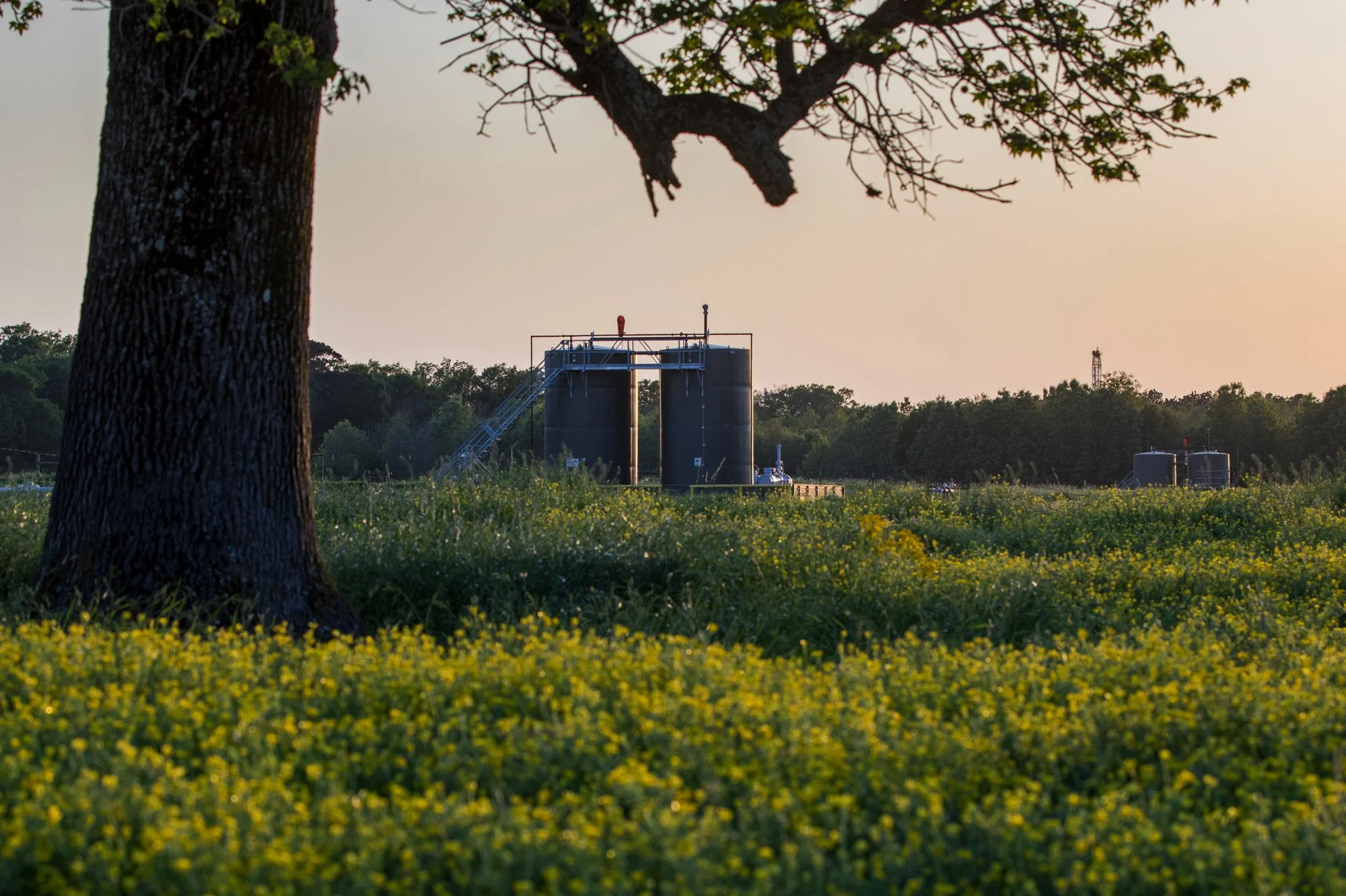 A rural landscape at sunset with a large tree in the foreground and an oil or gas storage tank with a staircase in the middle ground, surrounded by yellow wildflowers and green trees in the background.