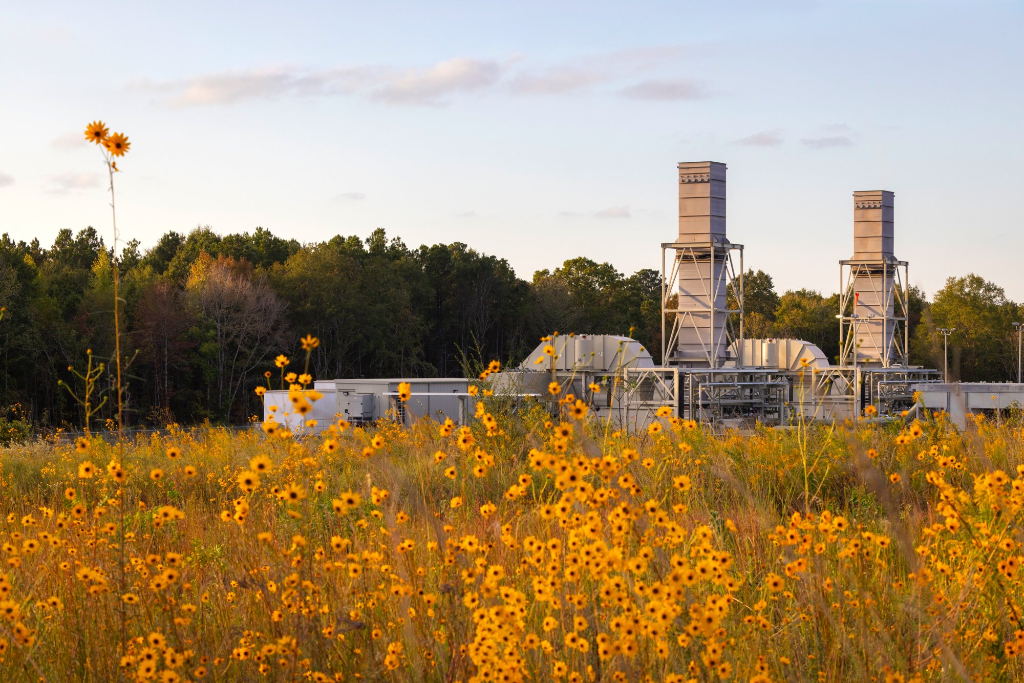 Yellow wildflowers in the foreground with an industrial building and two tall structures in the background, framed by trees and a blue sky.