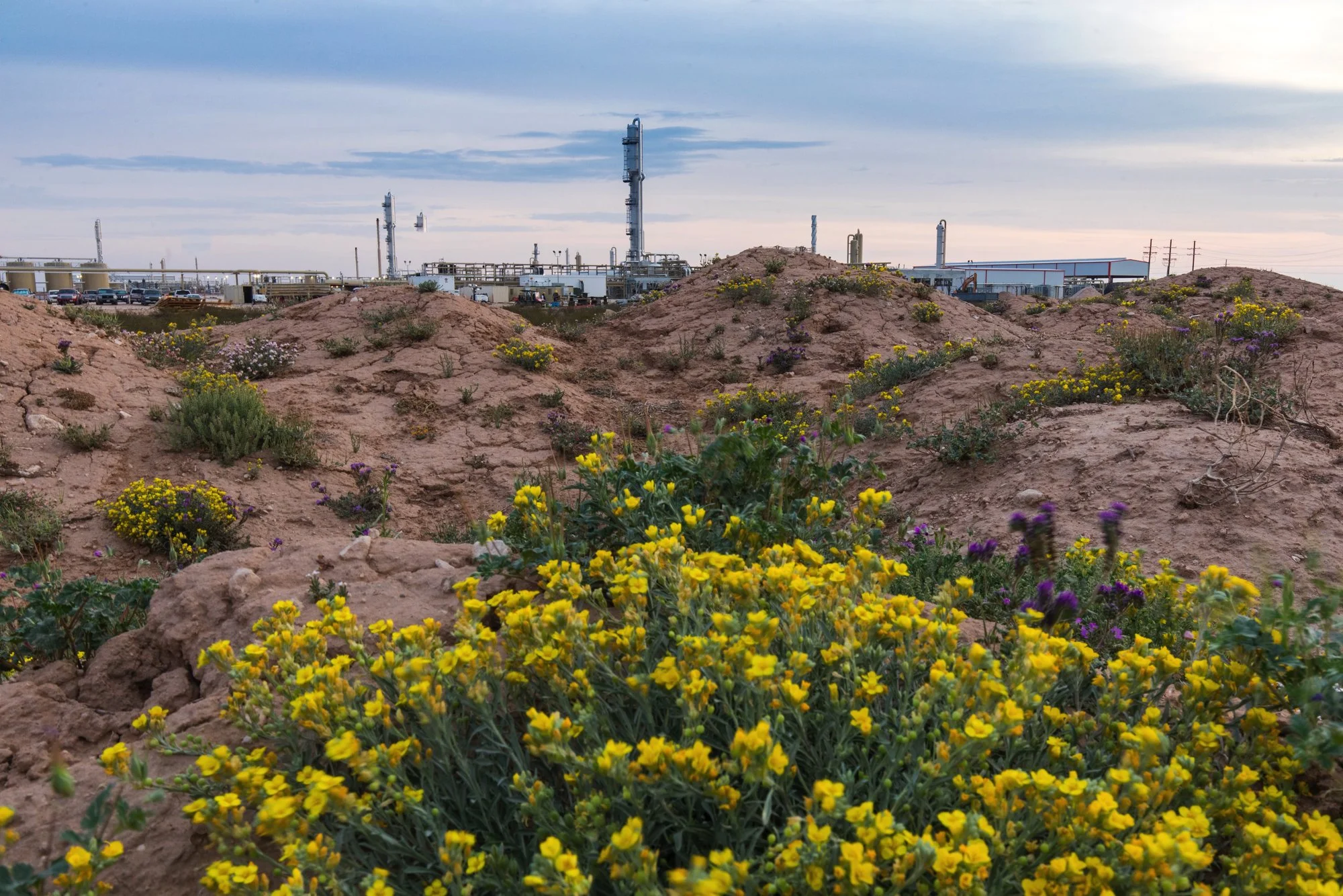 Desert with blooming yellow and purple flowers in the foreground and an industrial facility with tanks and pipes in the background under a cloudy sky.