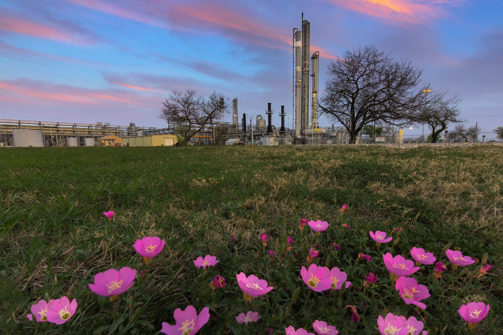 Pink flowers in the foreground with an industrial refinery in the background during sunset or sunrise, with pink and blue sky and bare trees.