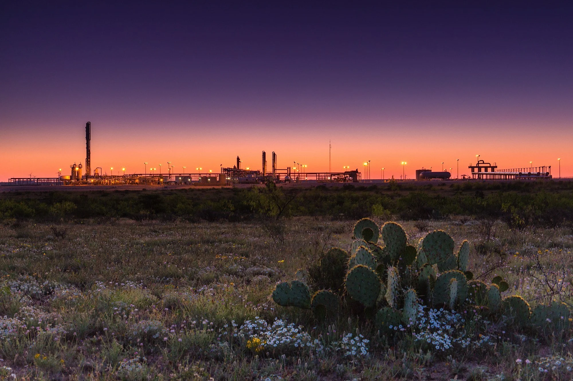 A desert landscape at sunset with a cactus and wildflowers in the foreground, and an oil refinery with tall structures and pipelines illuminated by lights in the background.